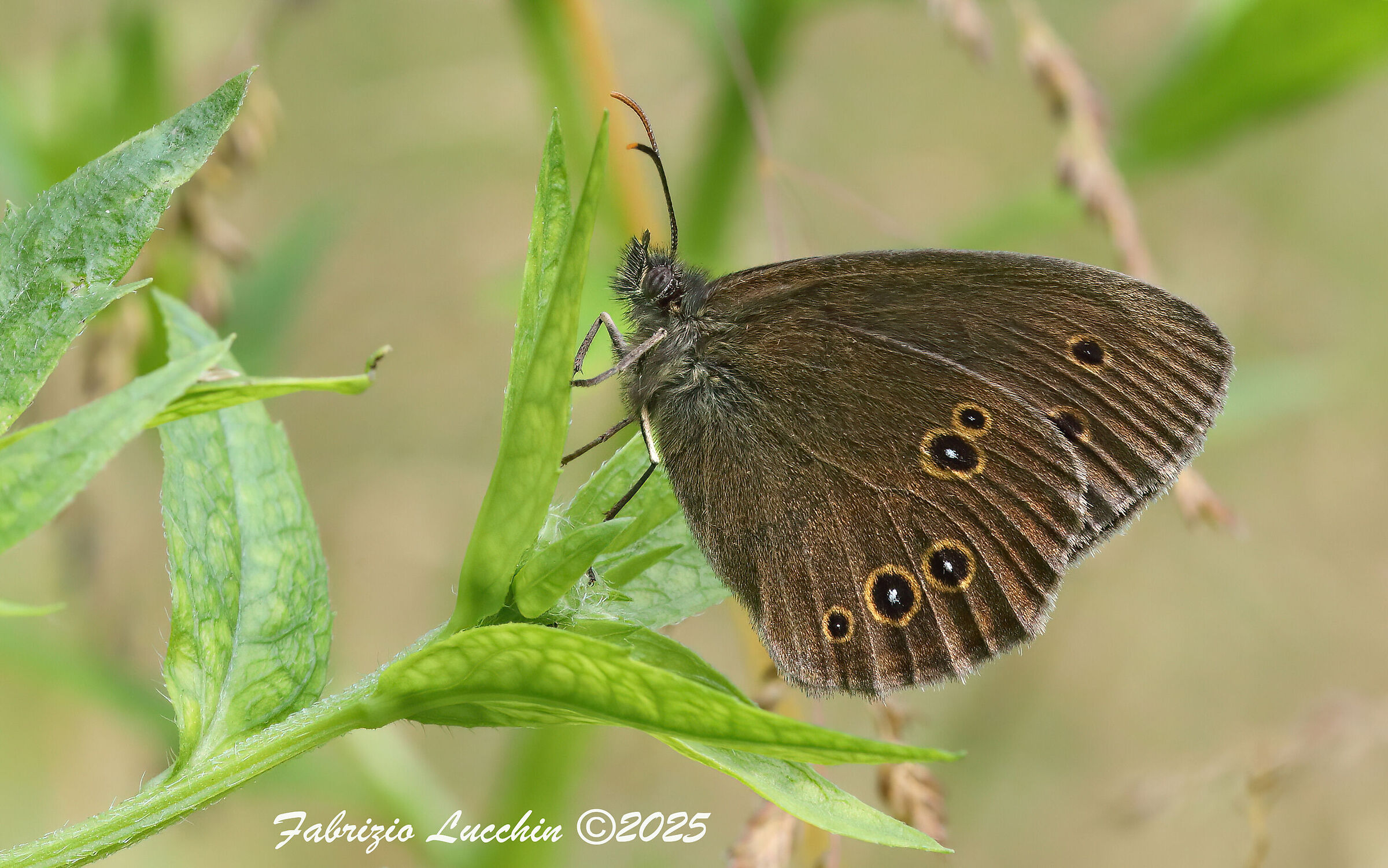 Aphantopus hyperantus
