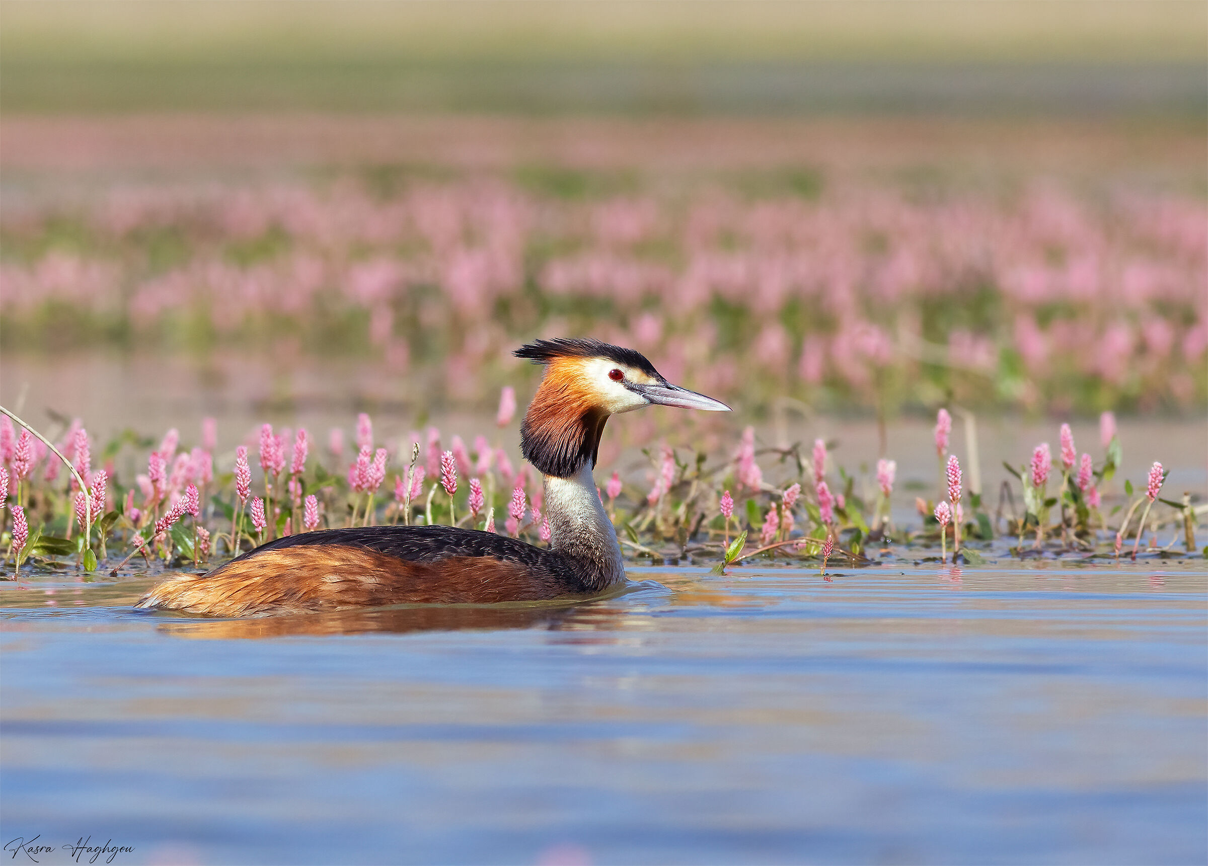 Great crested grebe