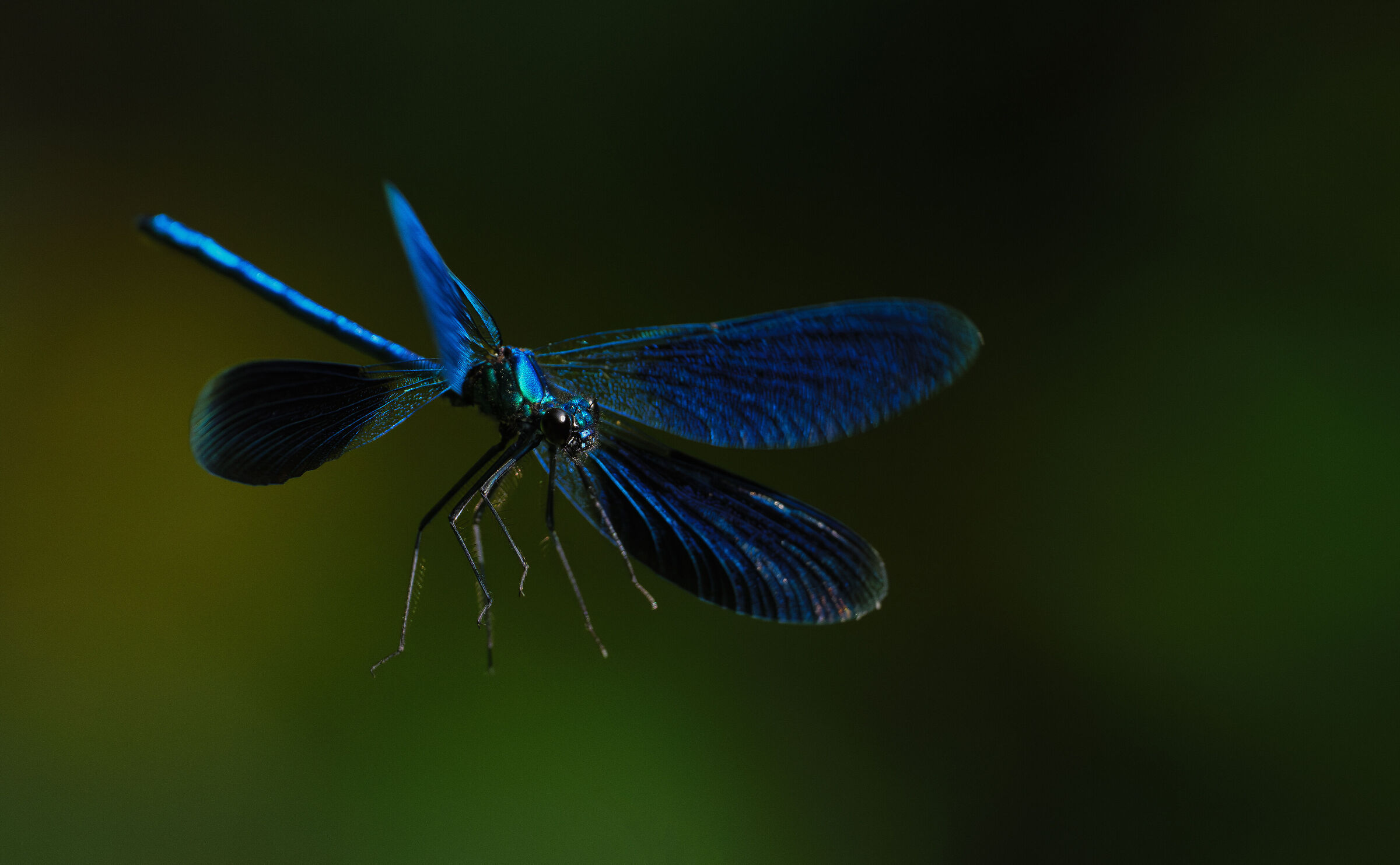 Blue wings.