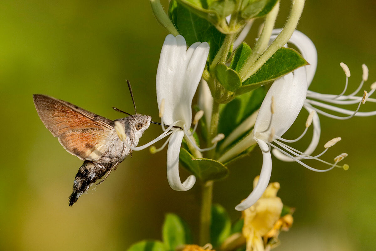 Macroglossum stellatarum