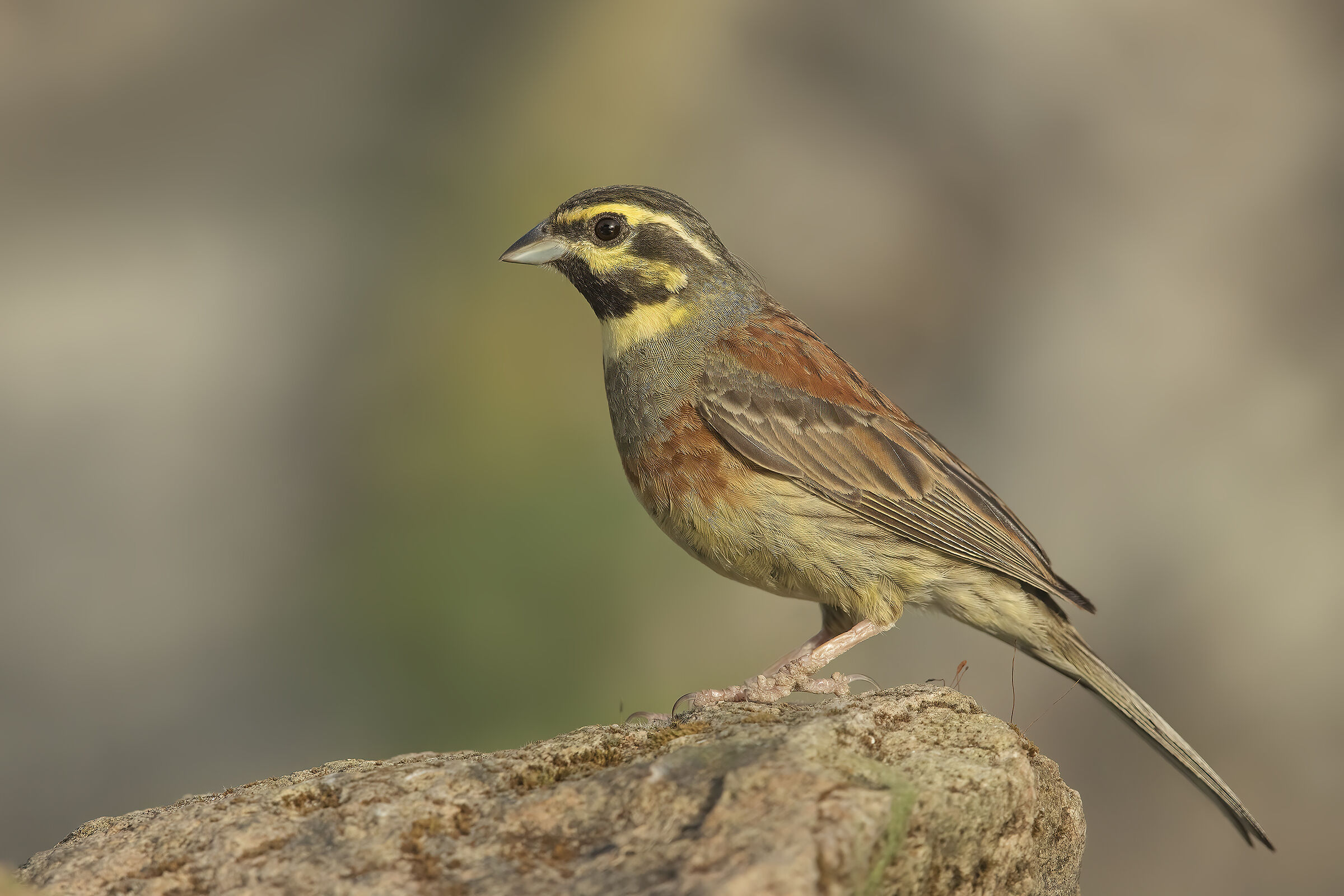 zigolo nero (emberiza cirlus)