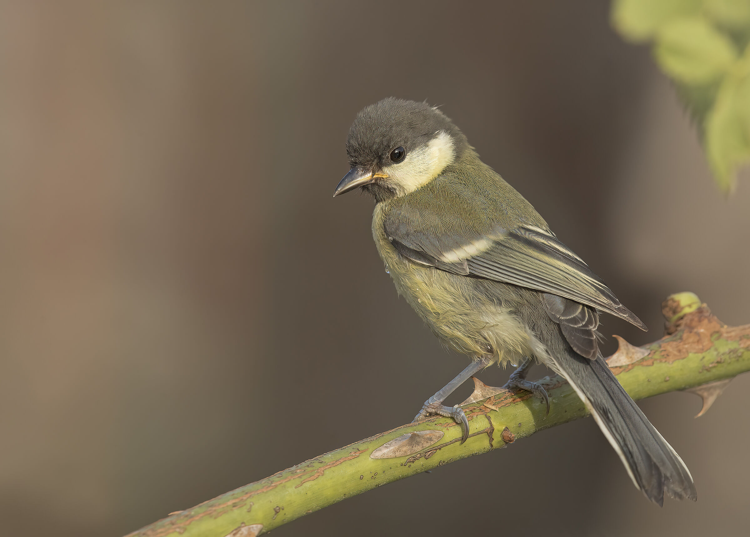 cinciallegra (parus major)