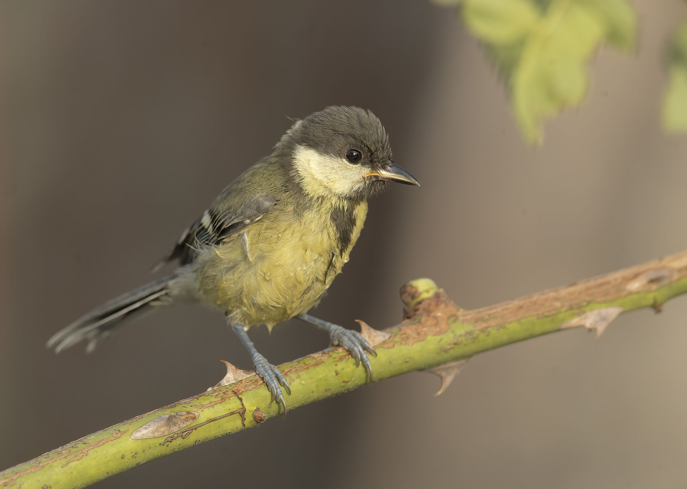 cinciallegra (parus major)
