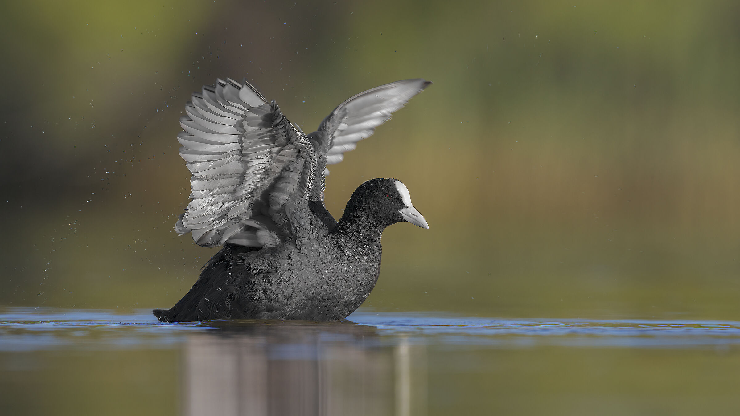 Coot