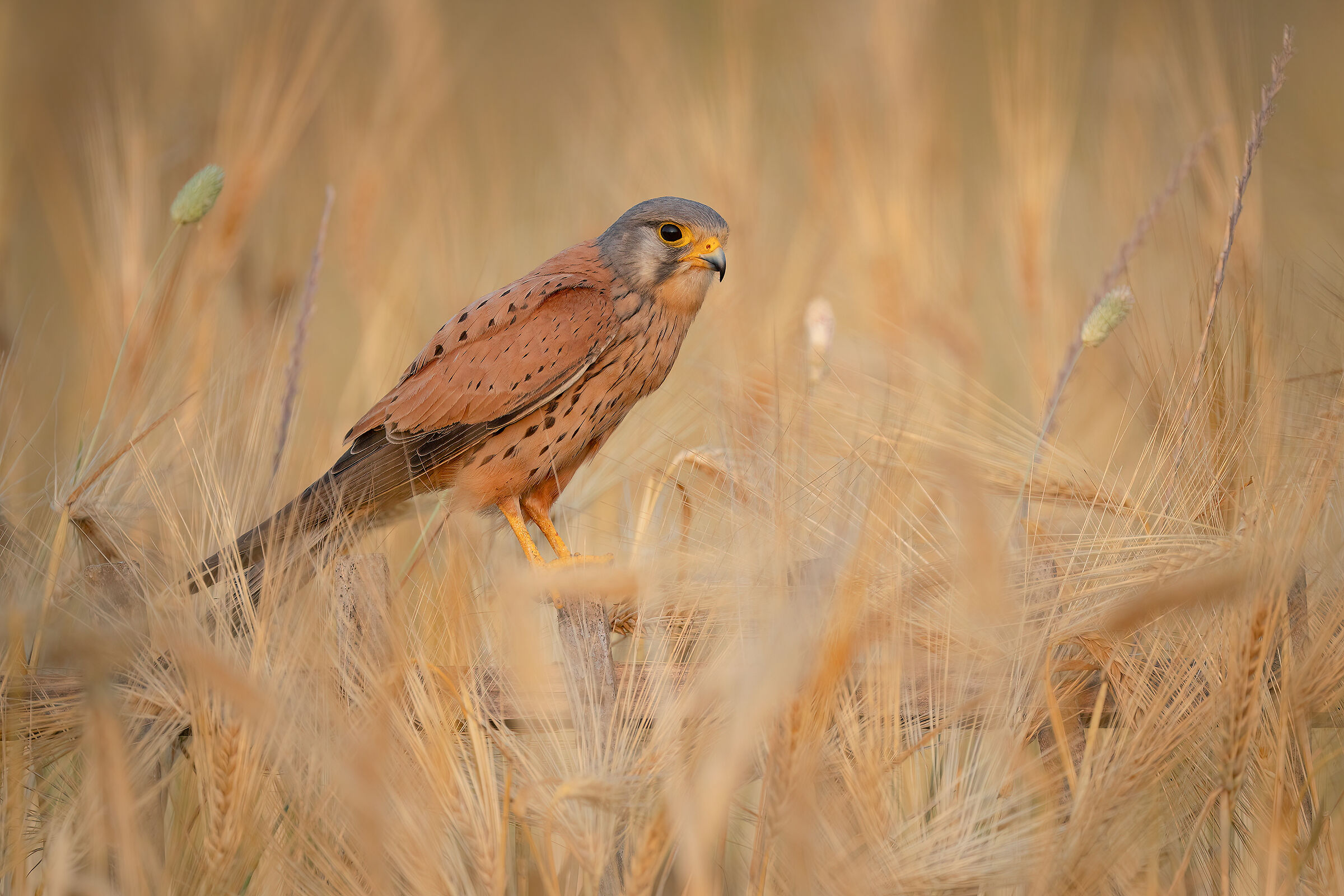 kestrel