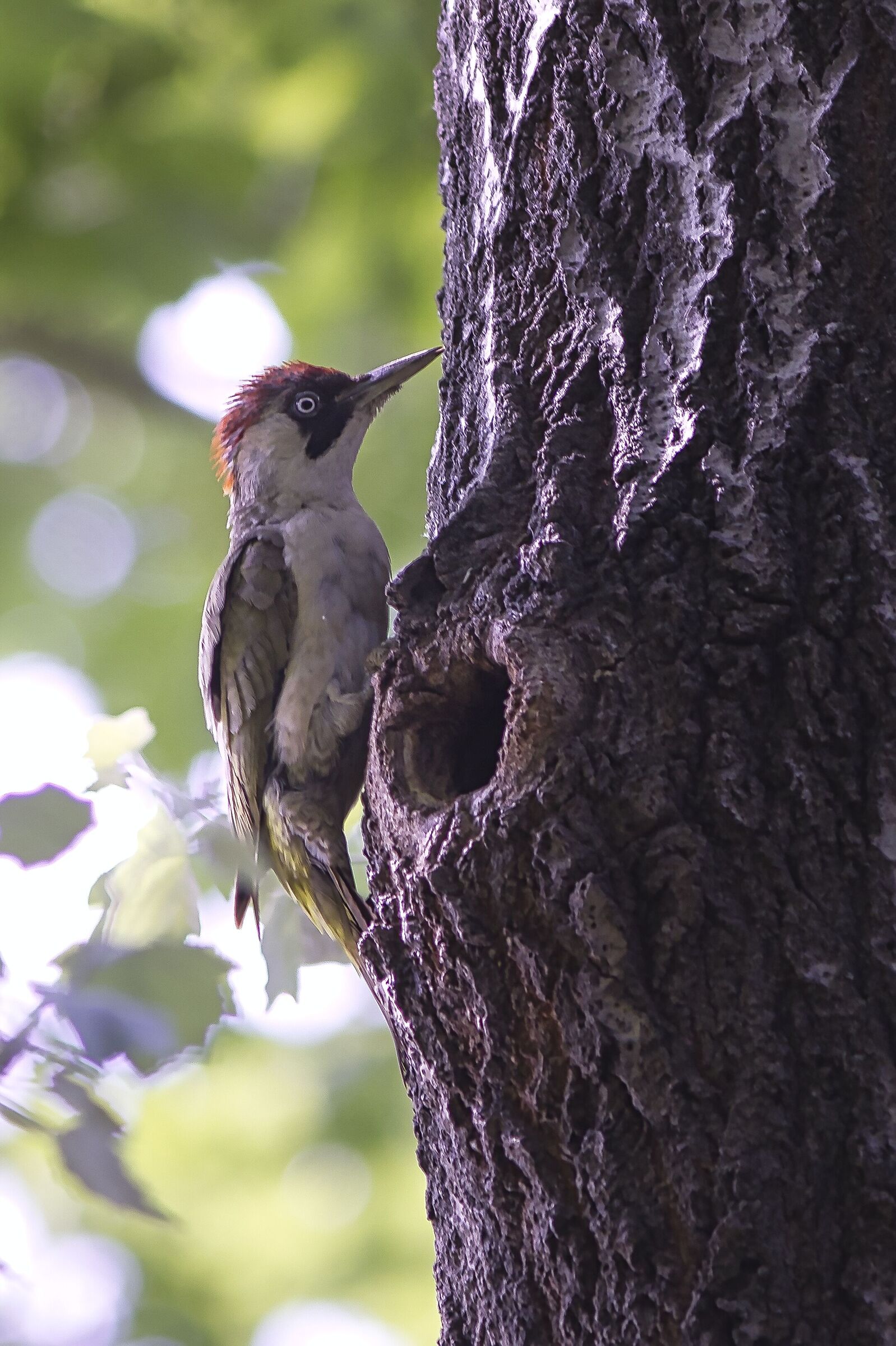 Green woodpecker