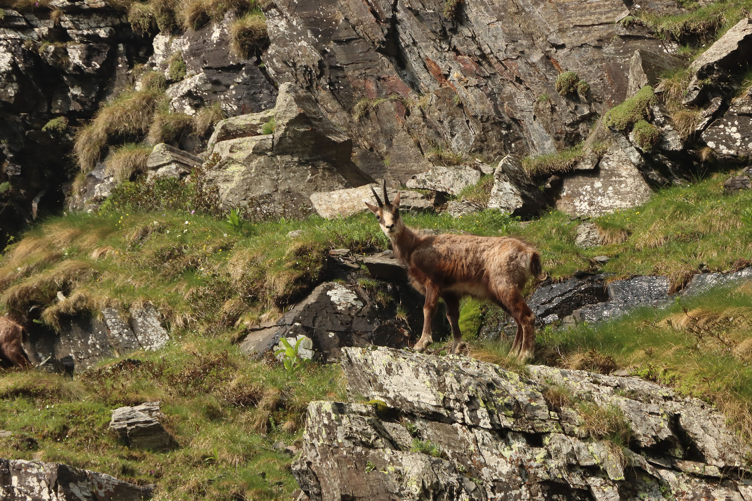 camoscio - il re delle rocce -