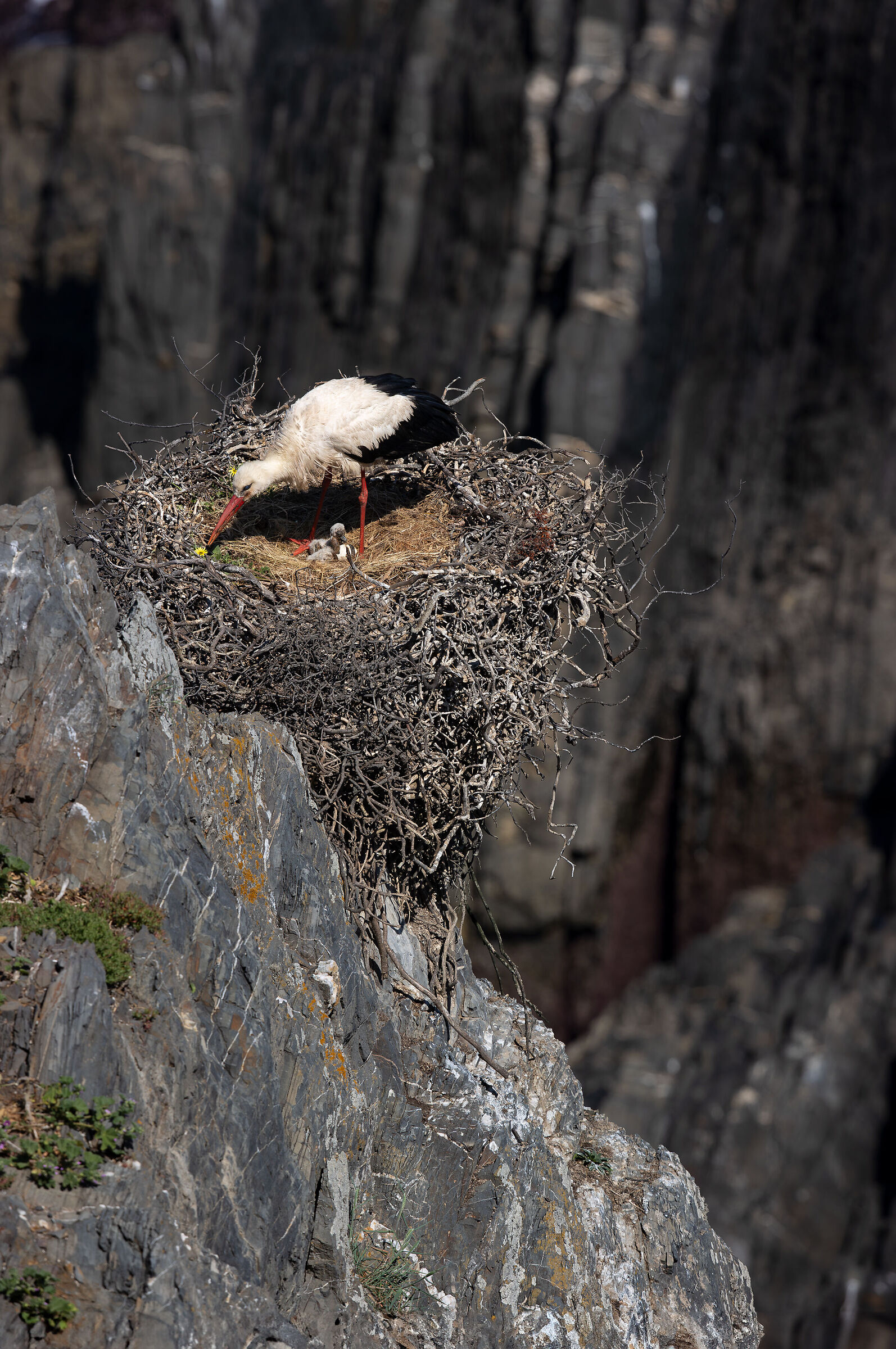 Flowers for newborns...