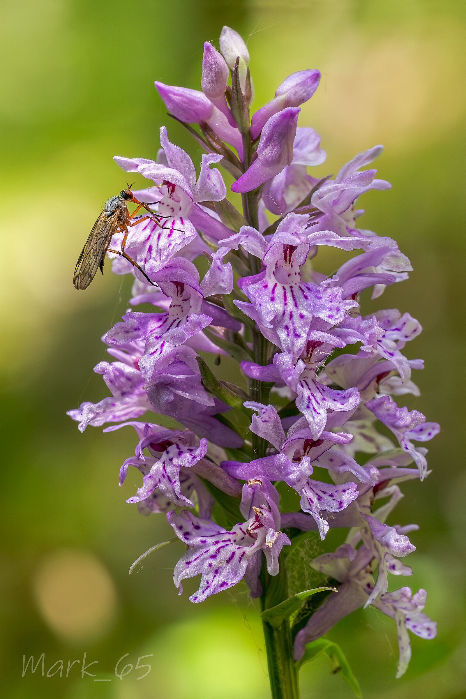 Dactylorhiza Fuchsii