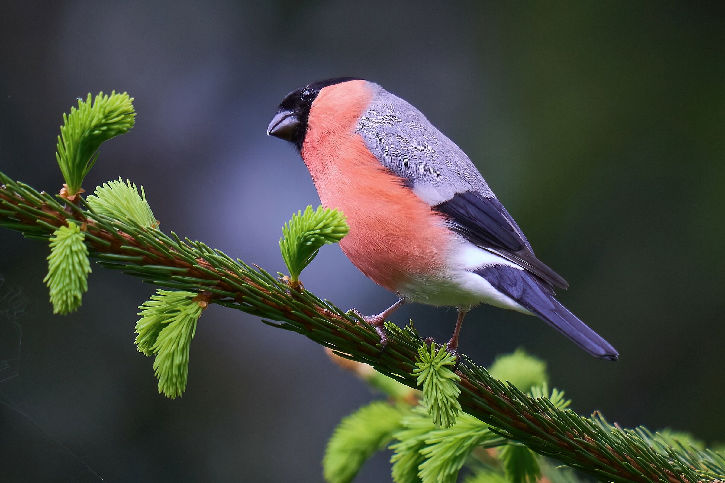 Bullfinch
