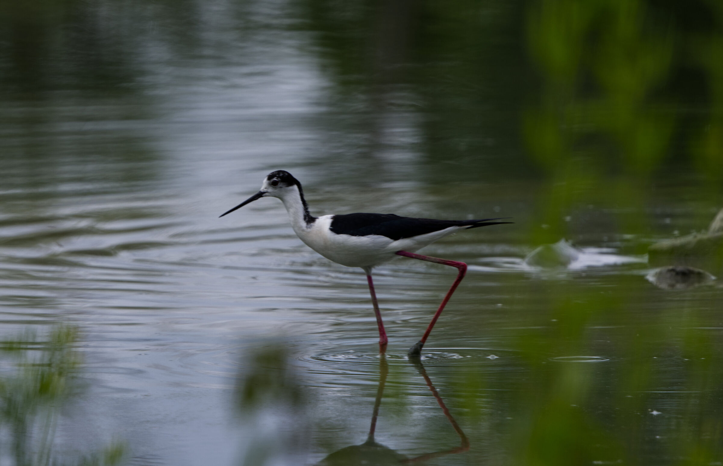 Black-winged Stilt