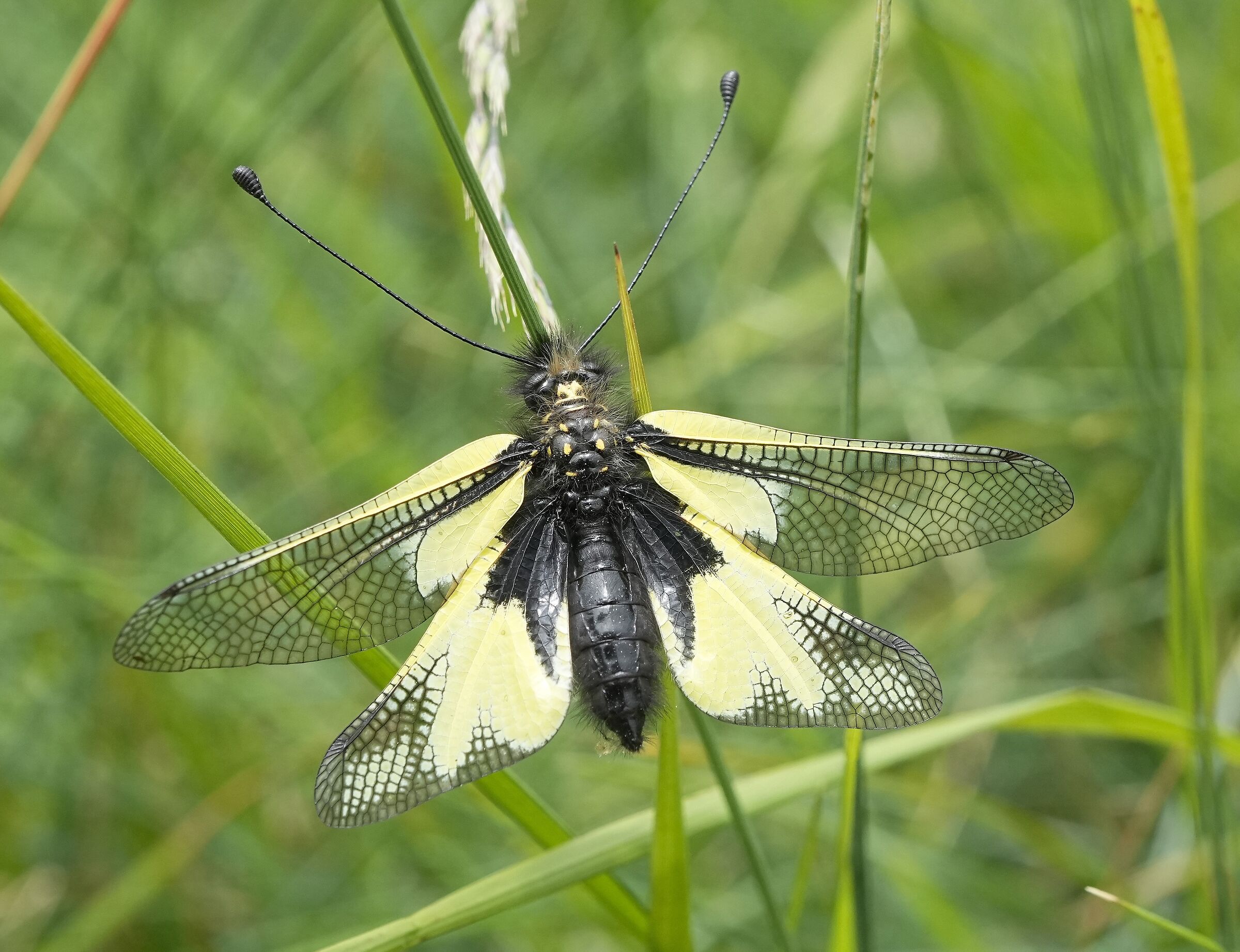 Libelloides coccajus