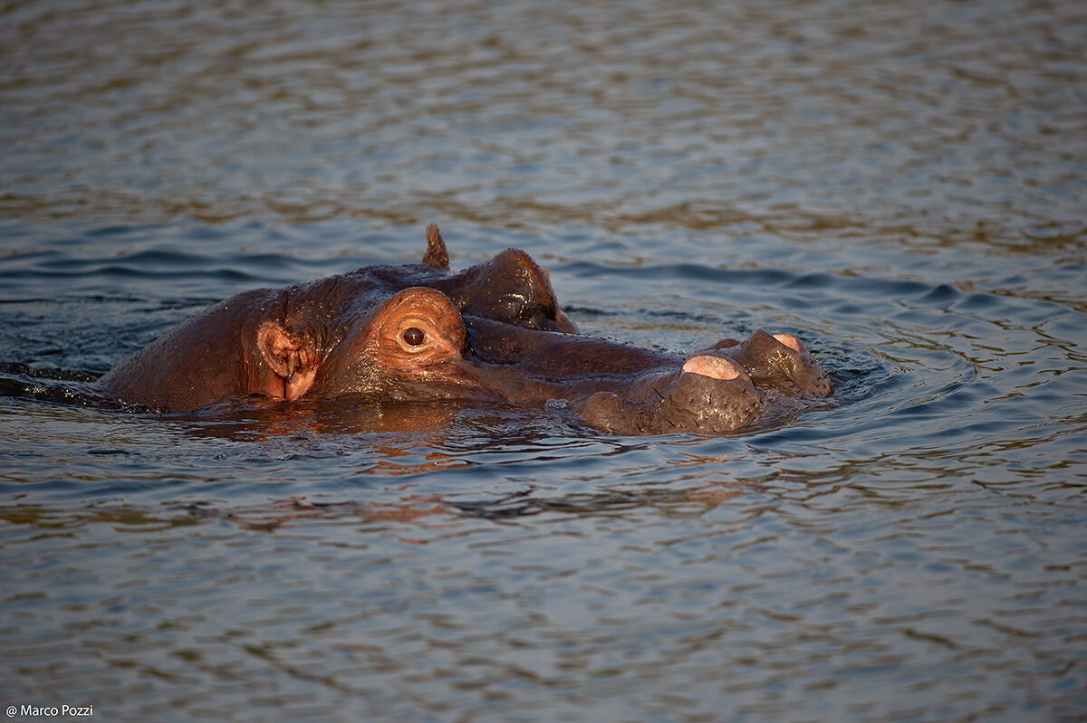 Hippo