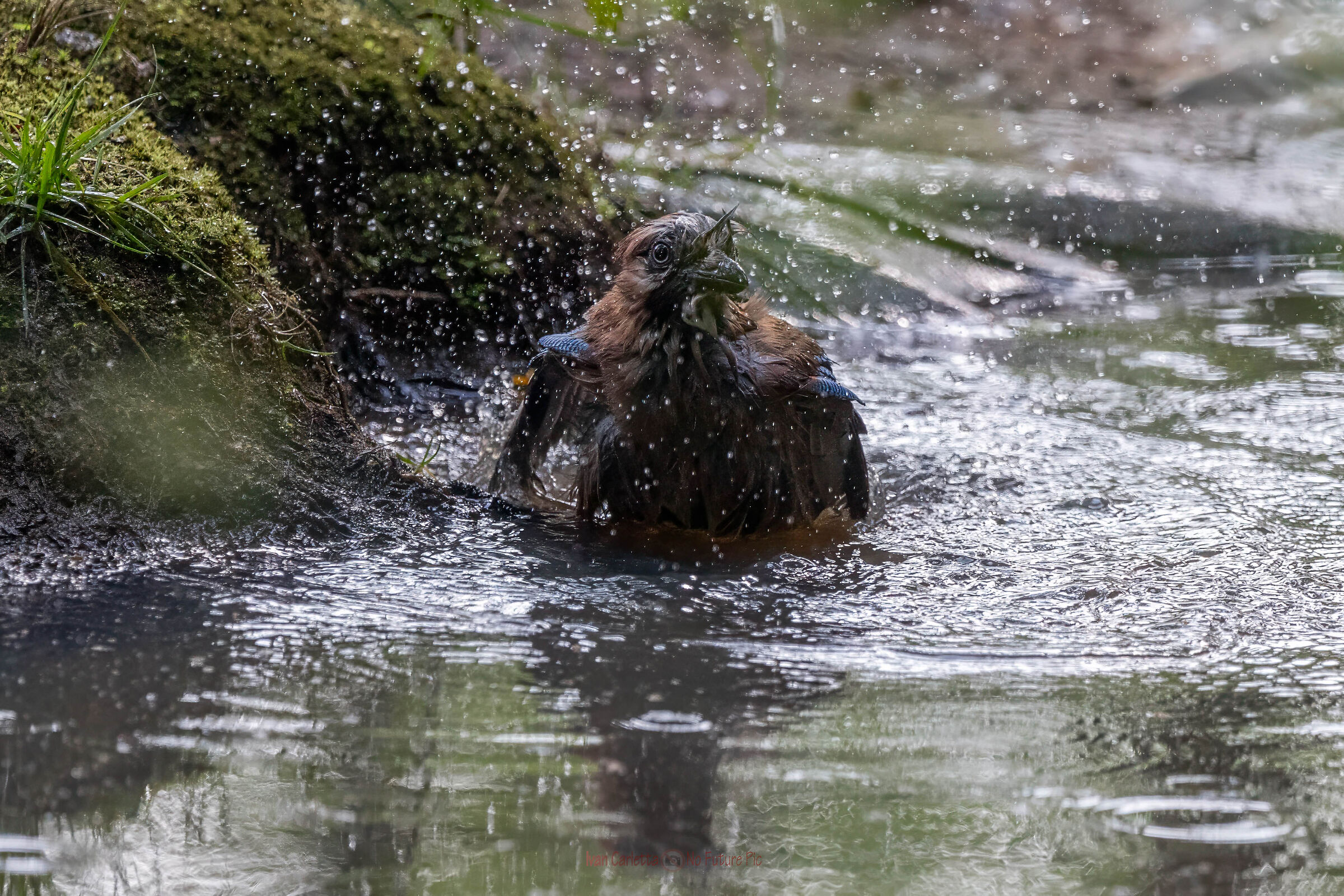 Ghiandaia in una pozza