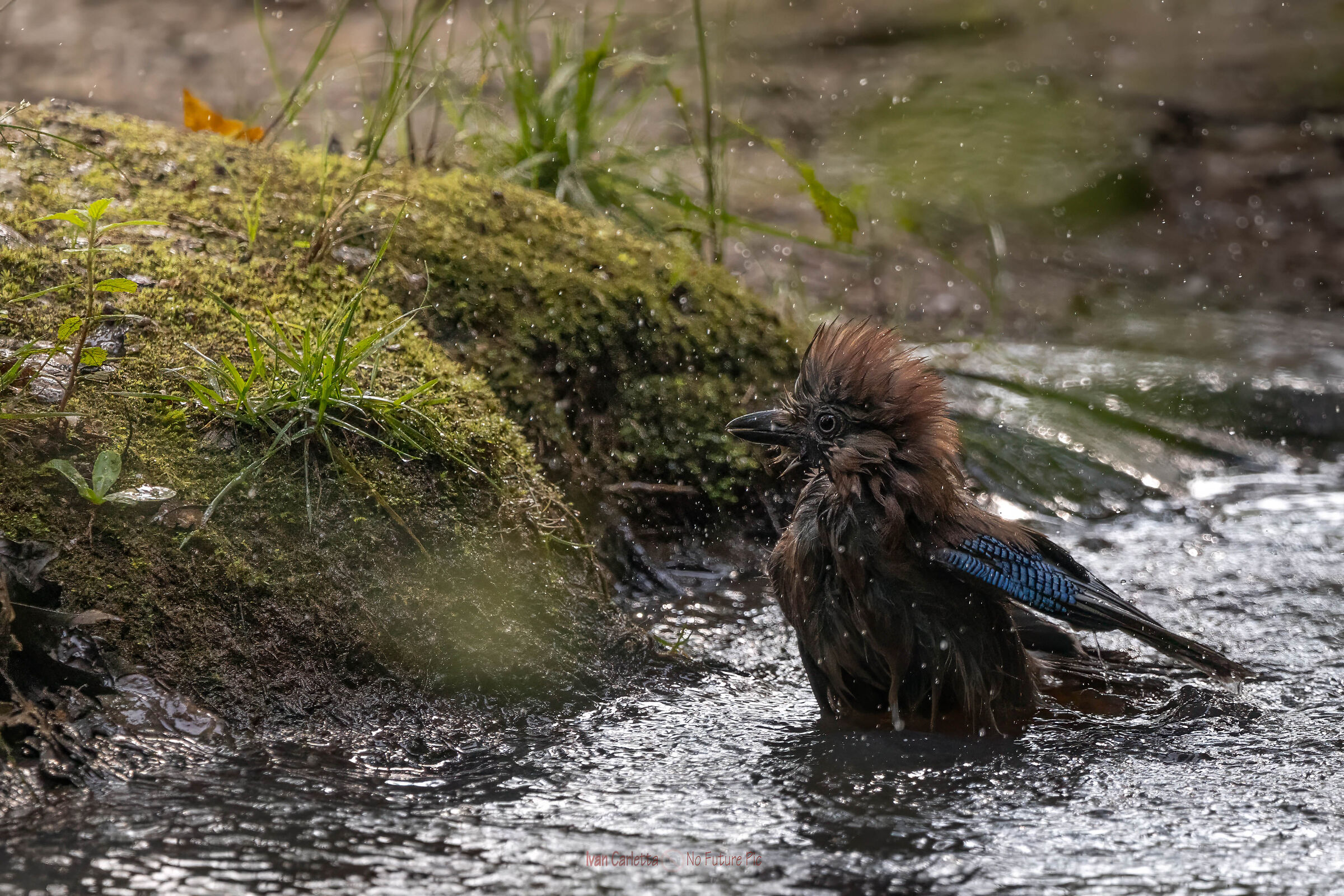 ghiandaia e toilette