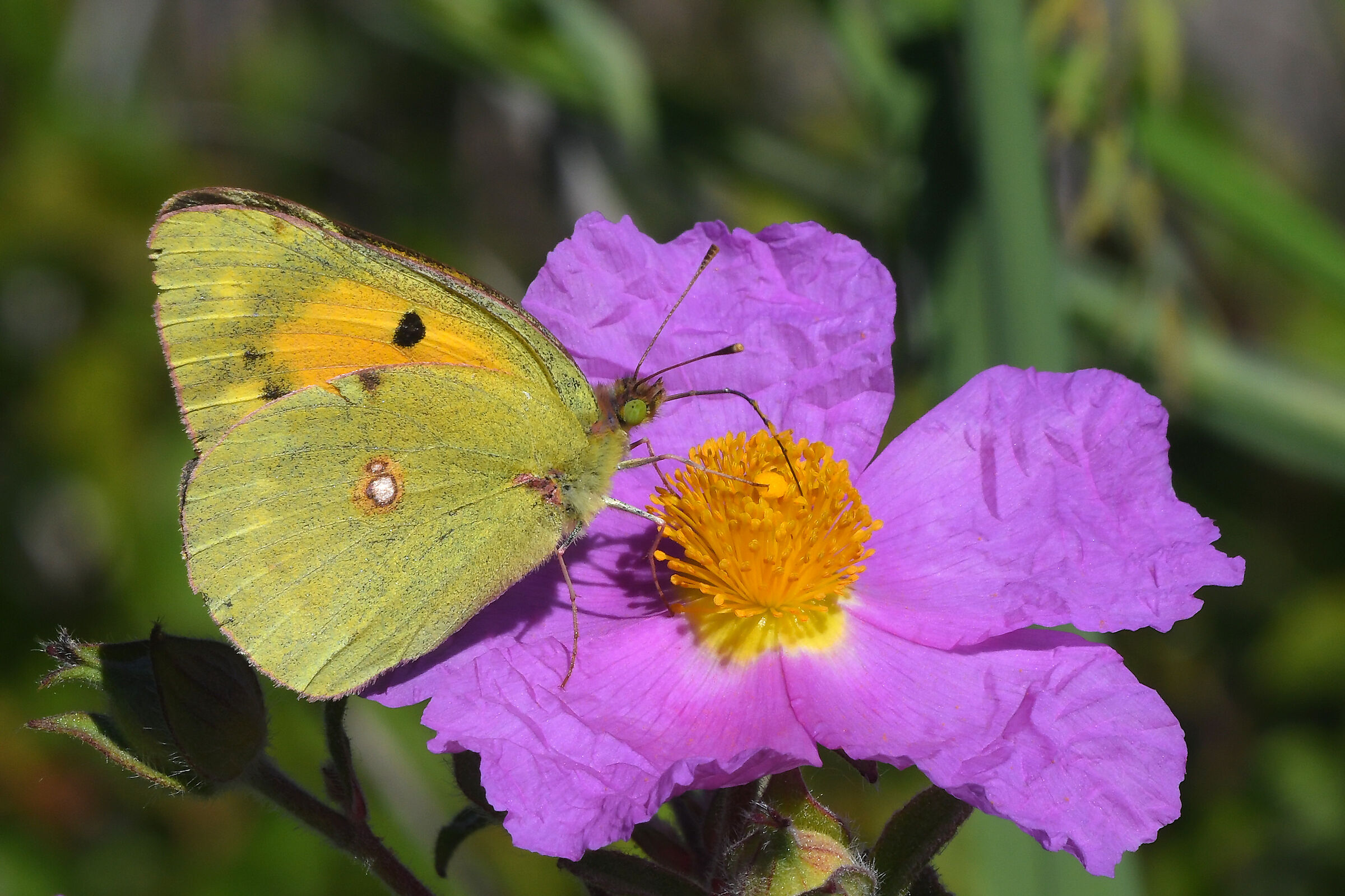 Colias crocea