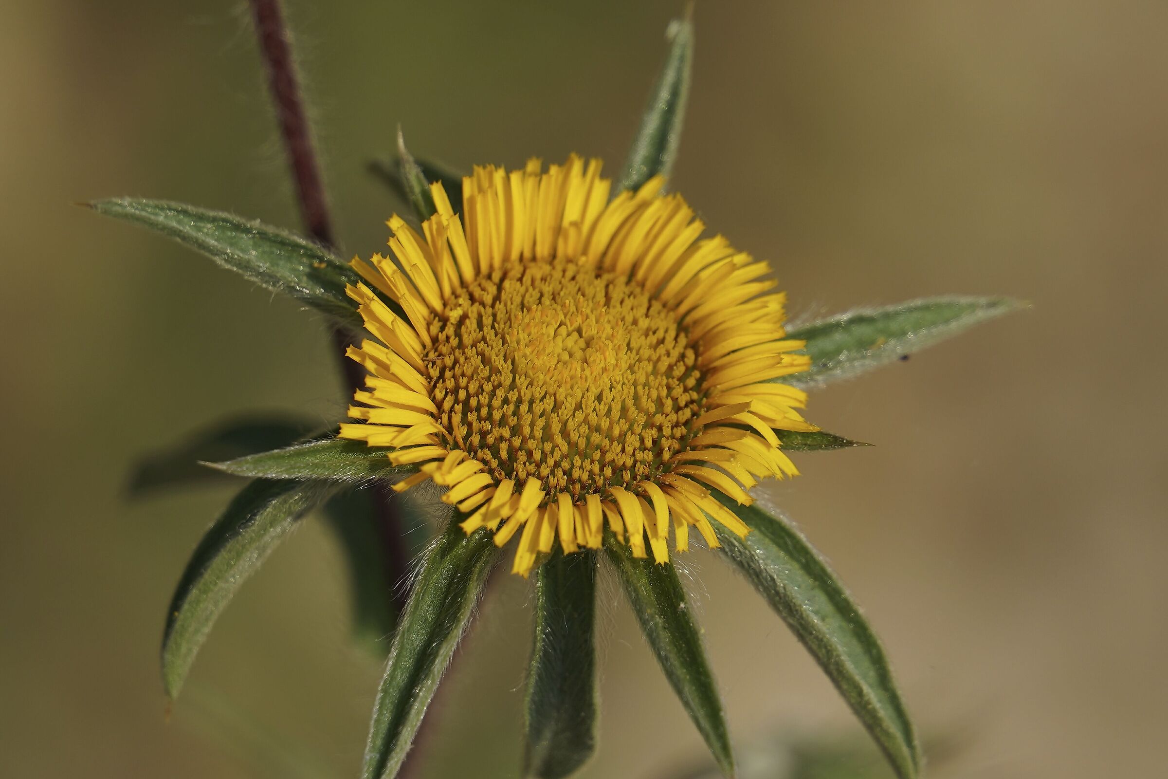 Pallenis spinosa Asteracee