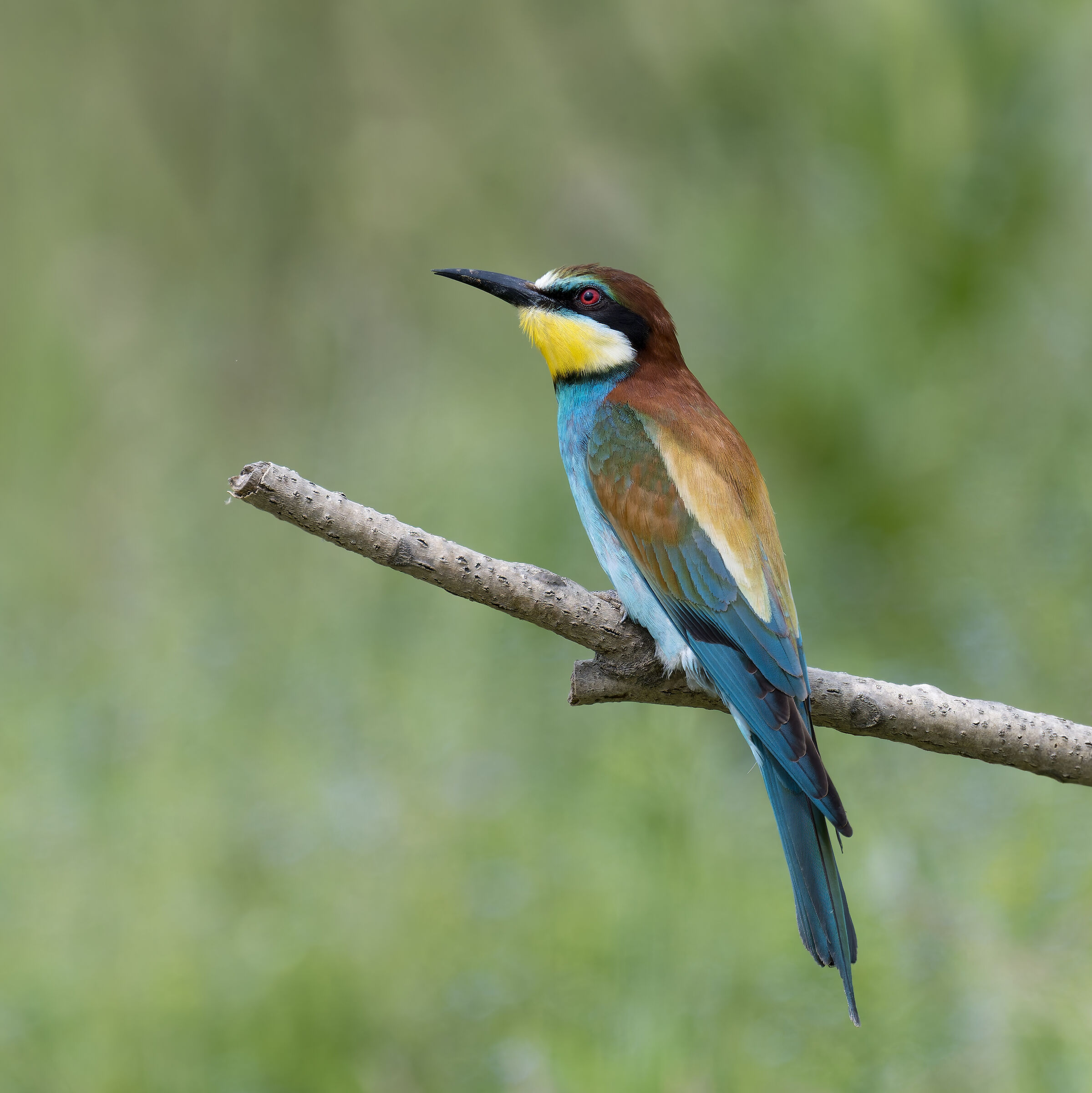 Bee-eater - Sant'Albano Stura - Piedmont