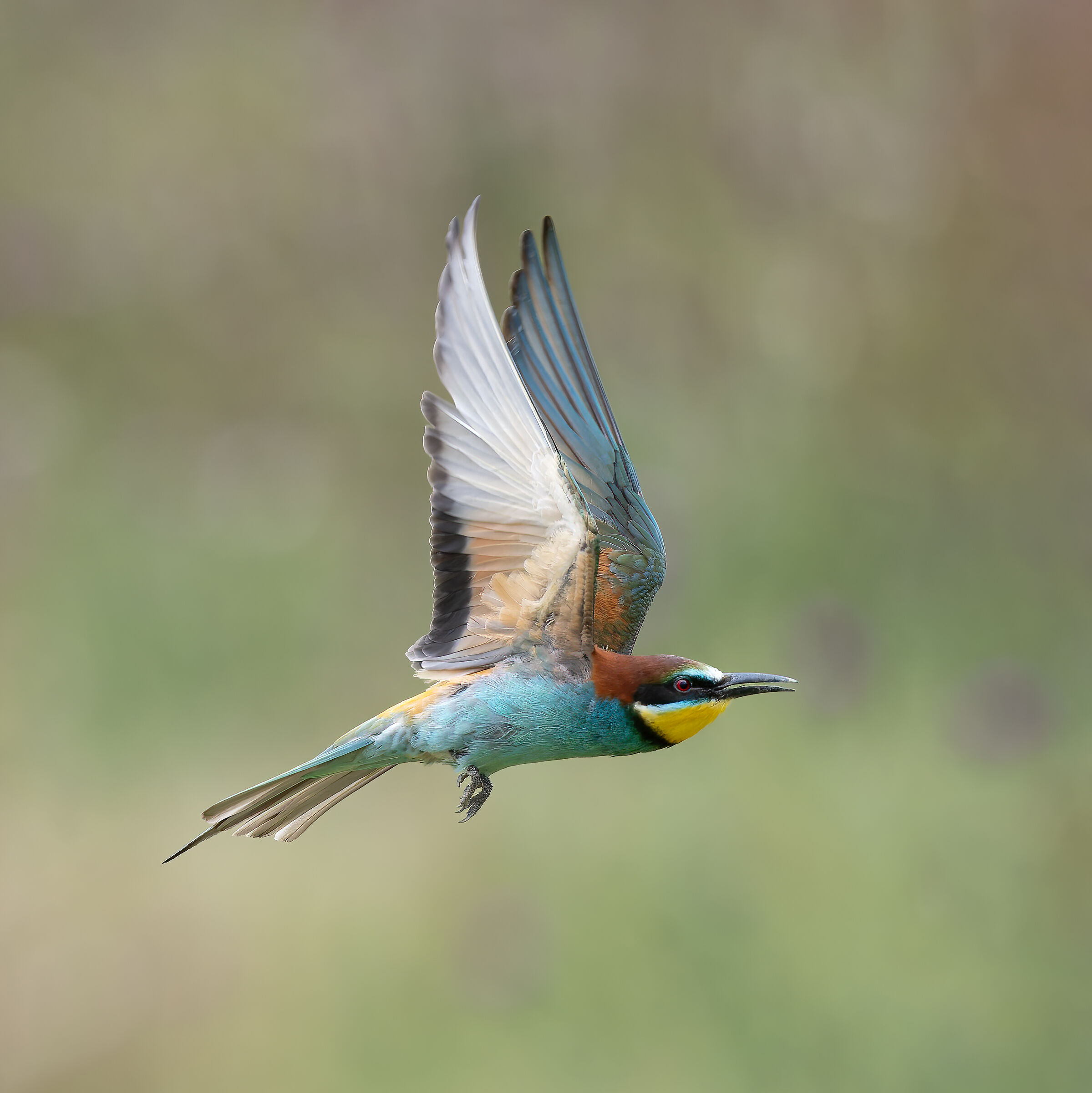GRuccione - Sant'Albano Stura - Piedmont