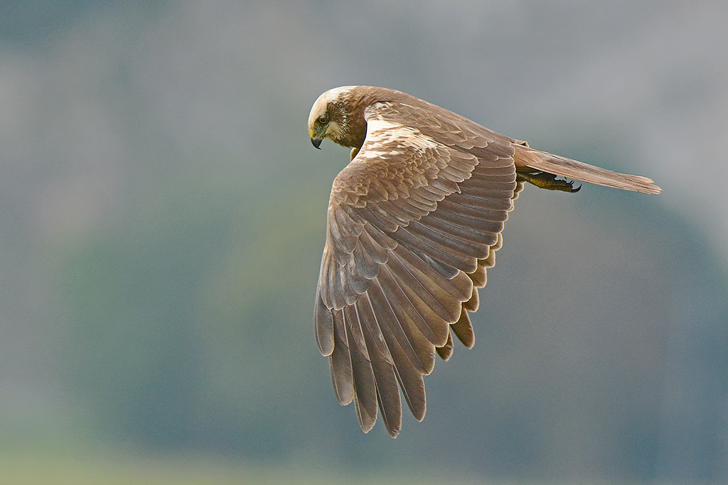 marsh harrier