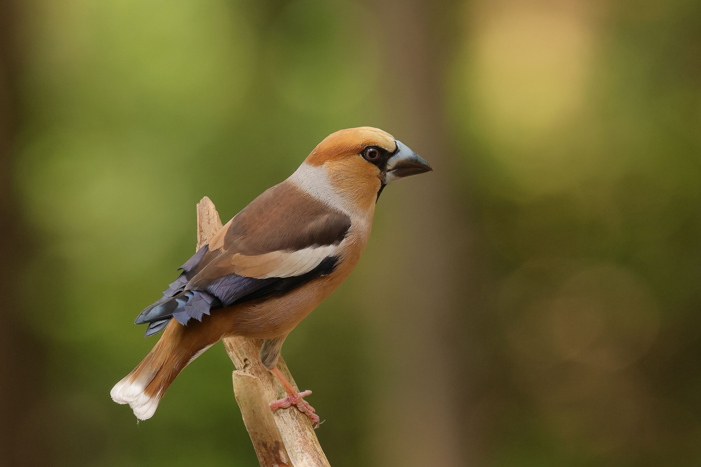 Hawfinch