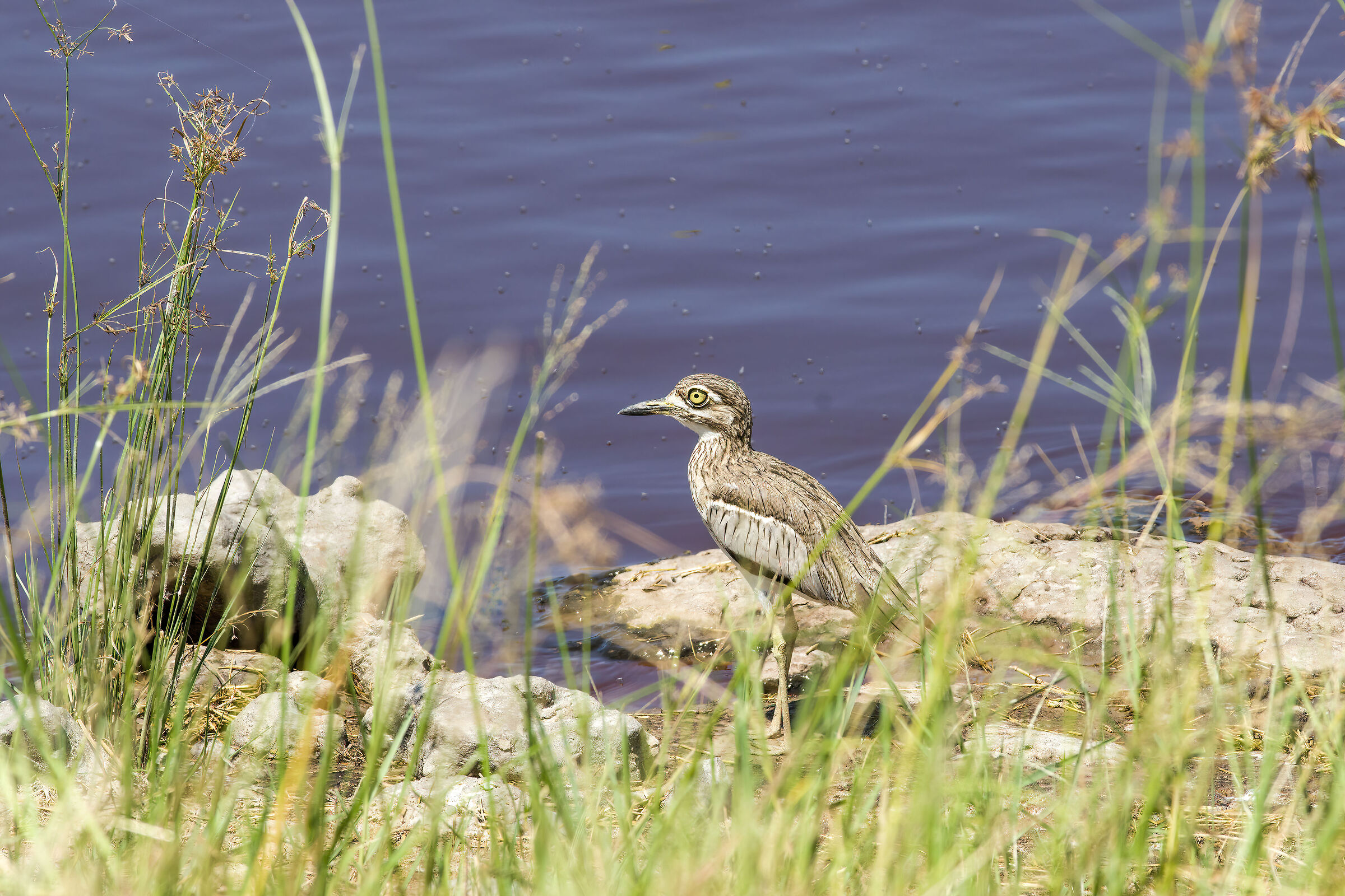 Dipper's curlew (Burhinus vermiculatus)