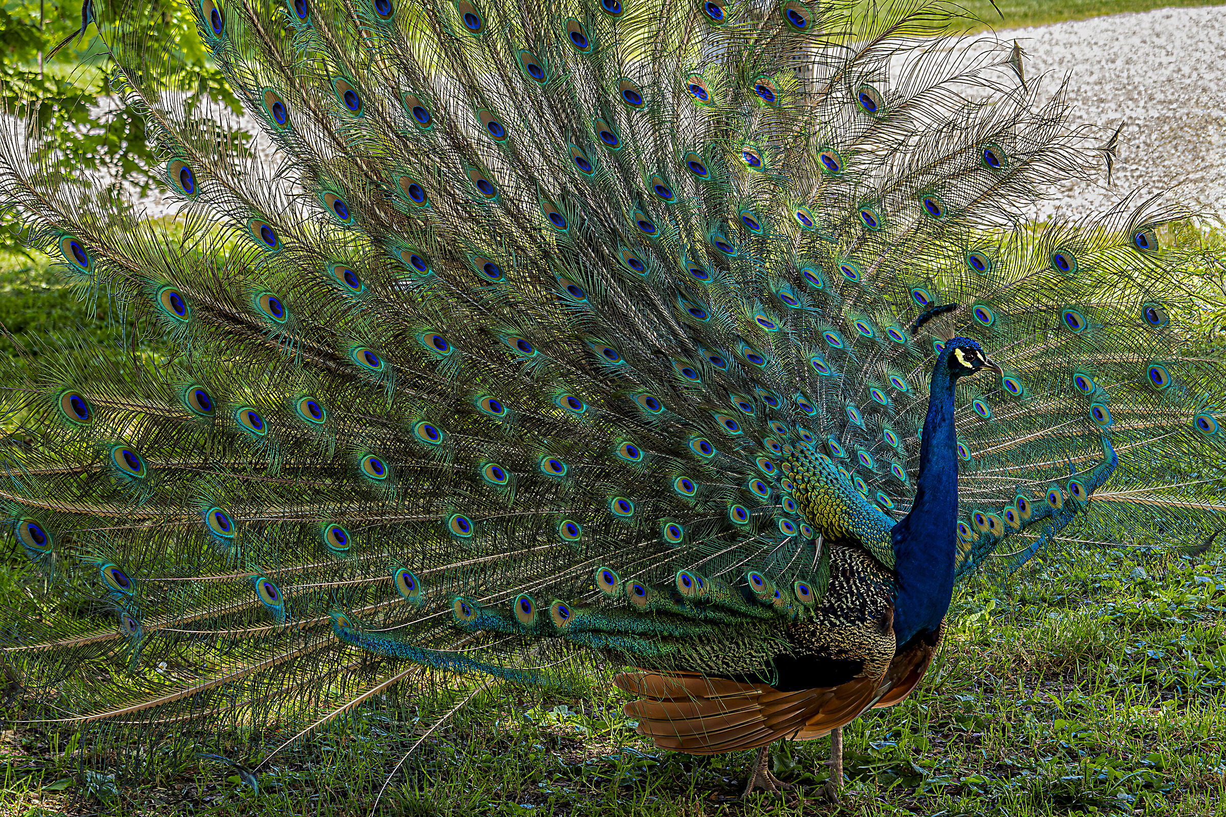 Pavo Cristatus
