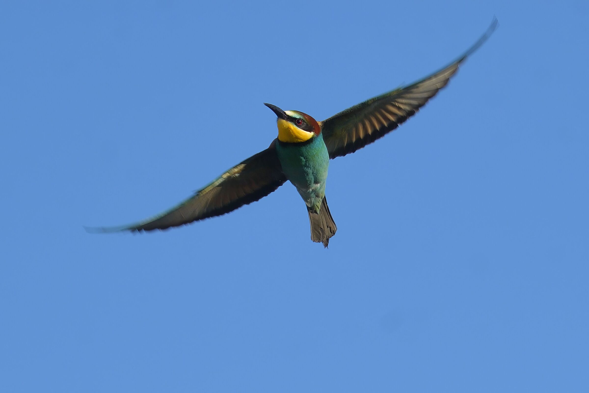 The flight of the bee-eater