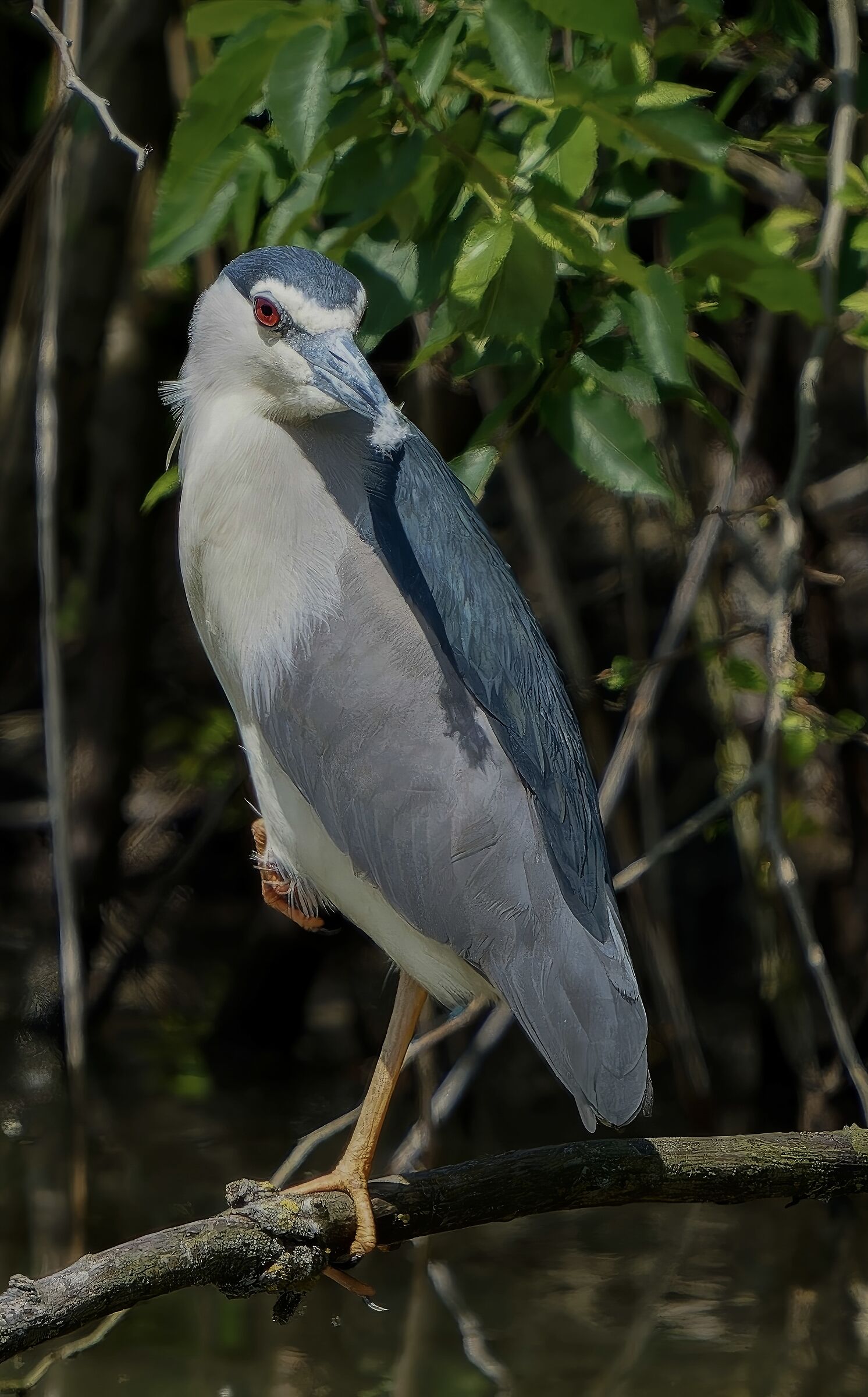 Night Heron