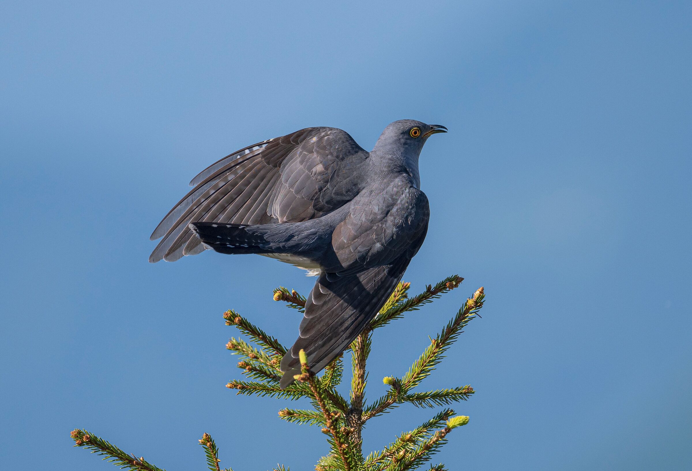 Cuckoo
