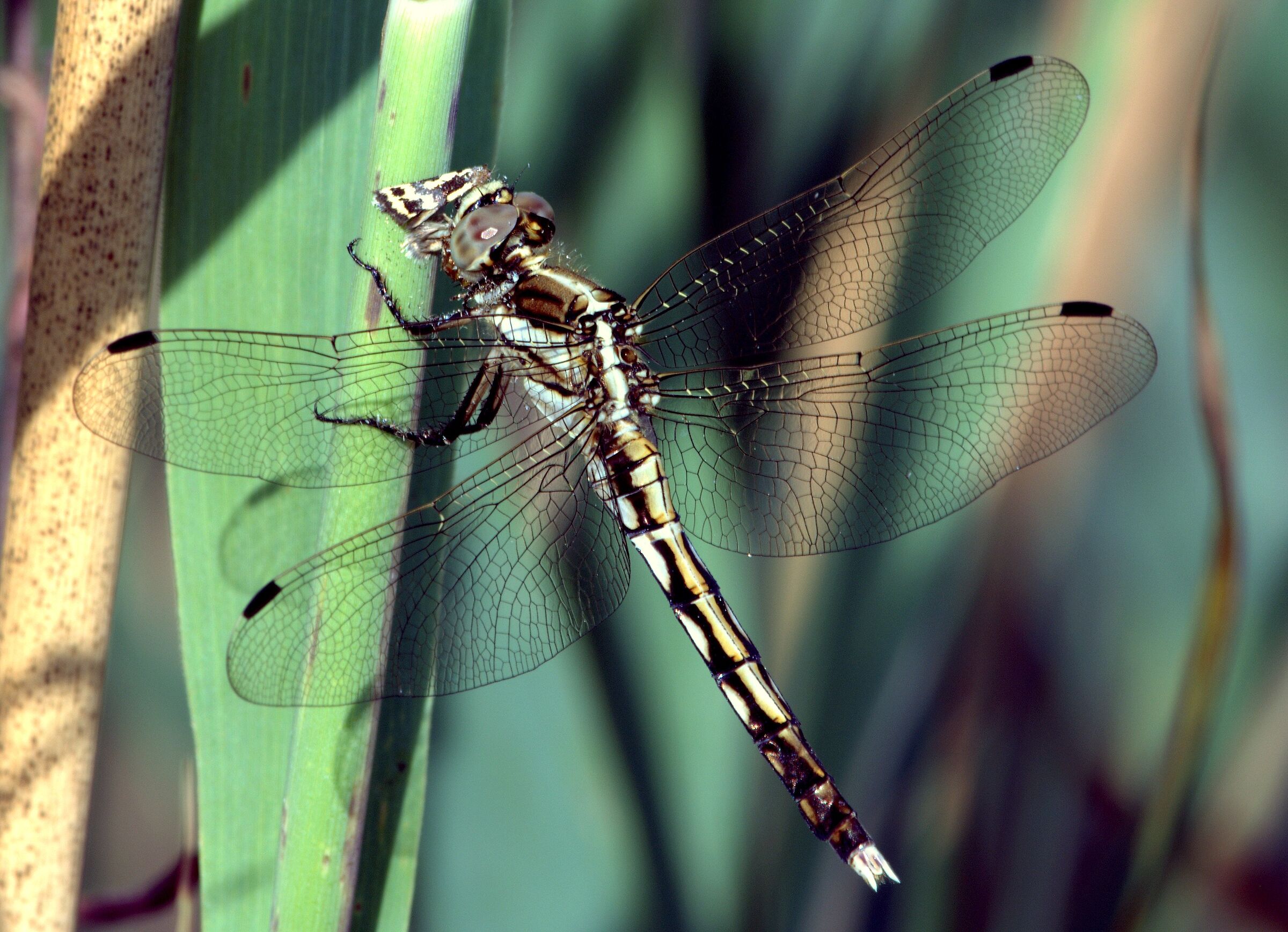 ...addio farfallina...