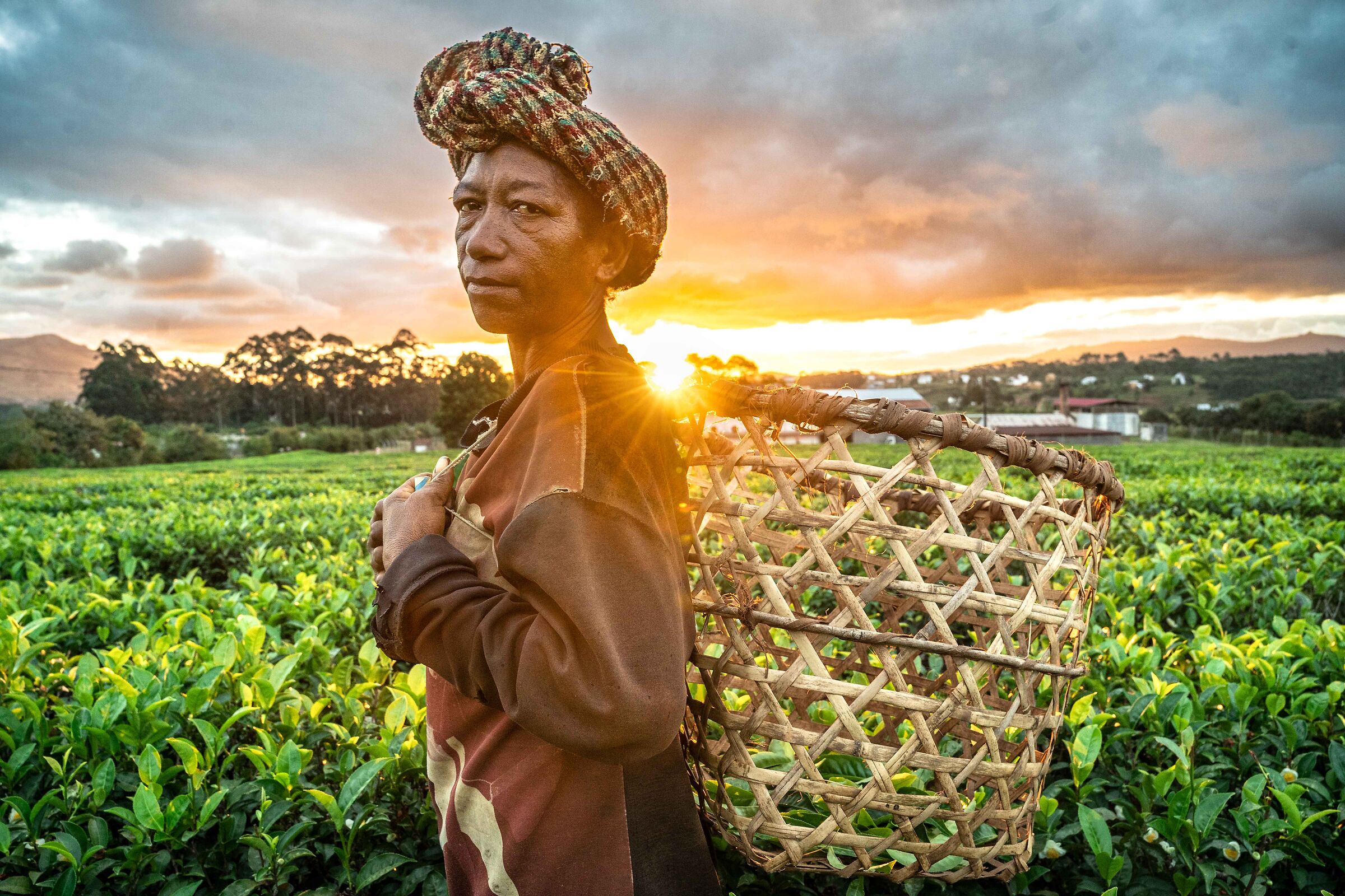 The Tea Picker