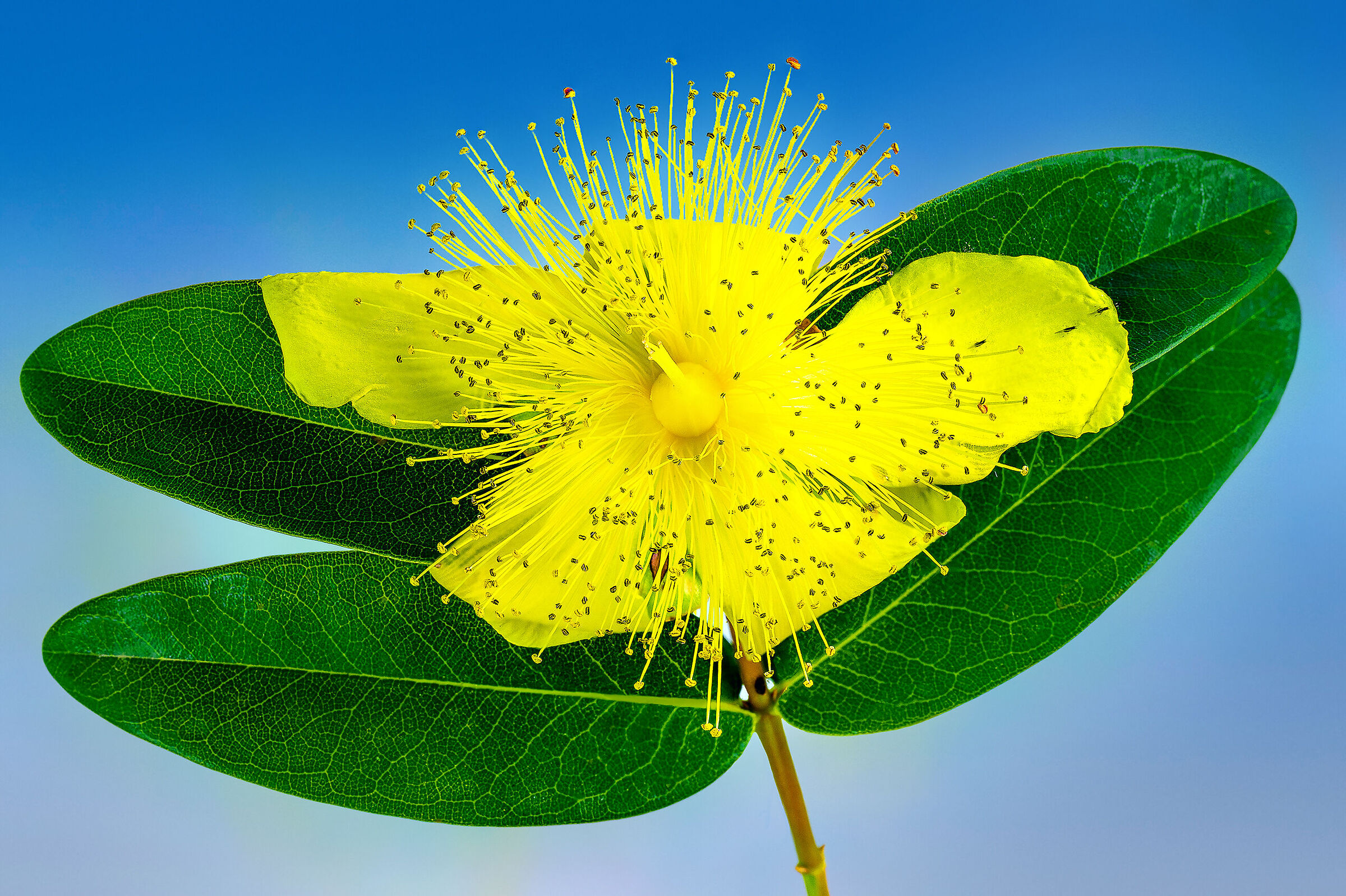 Hypericum