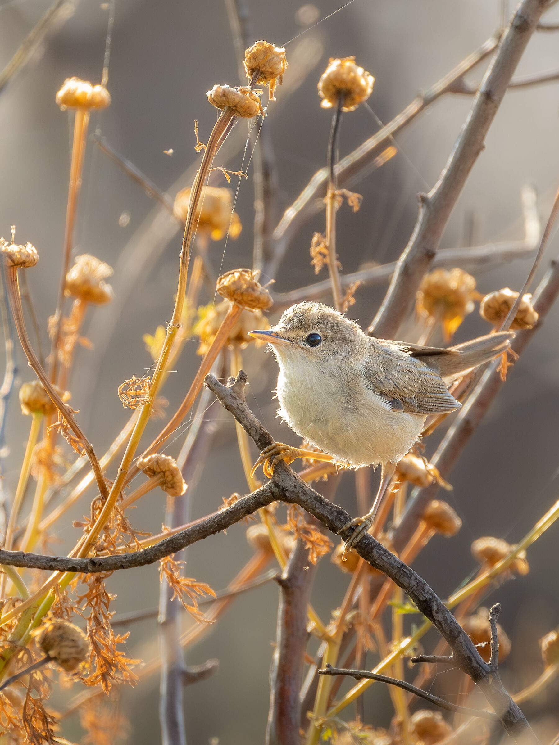 Reed Warbler