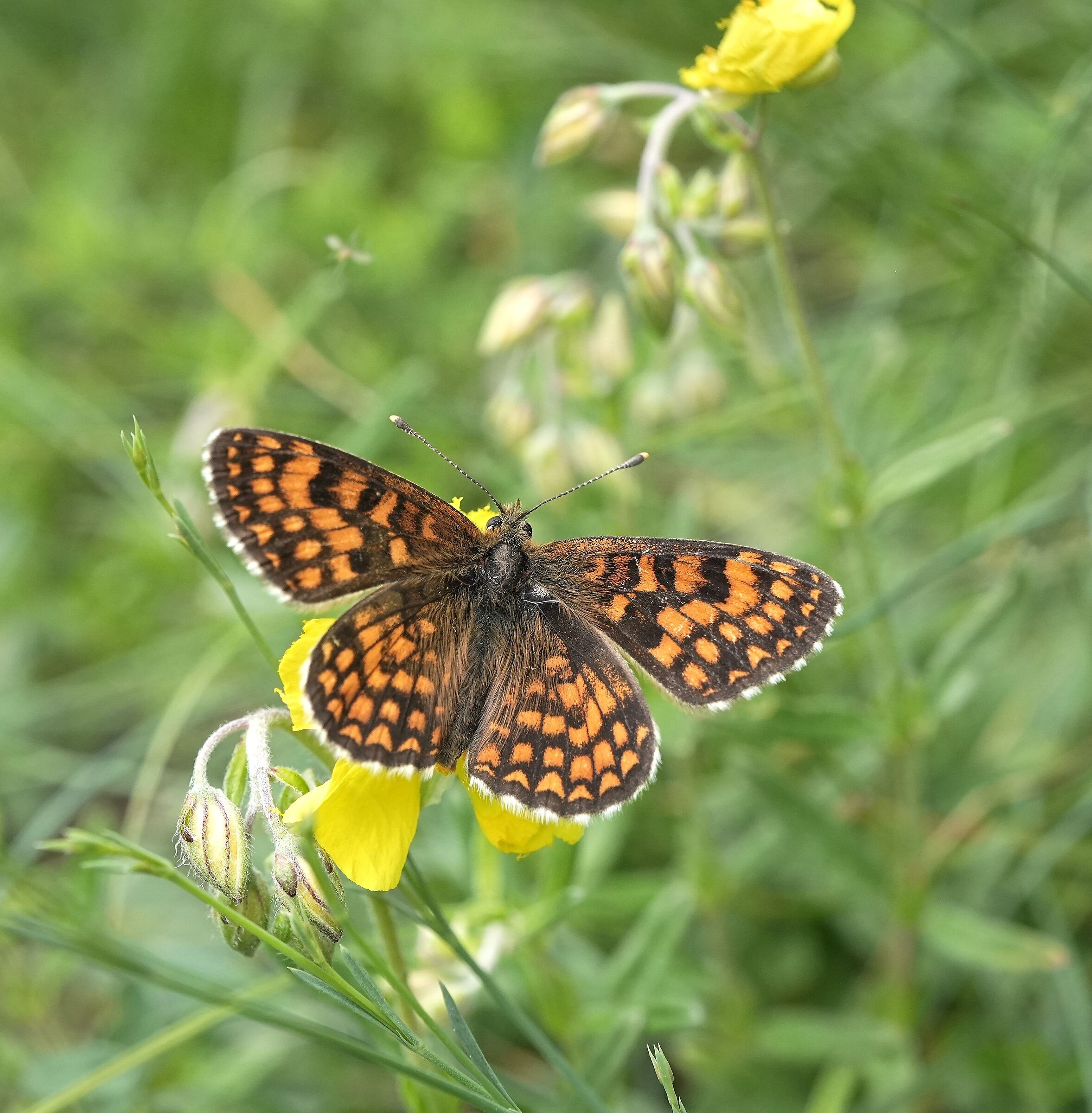 Farfalla, Melitaea celadussa