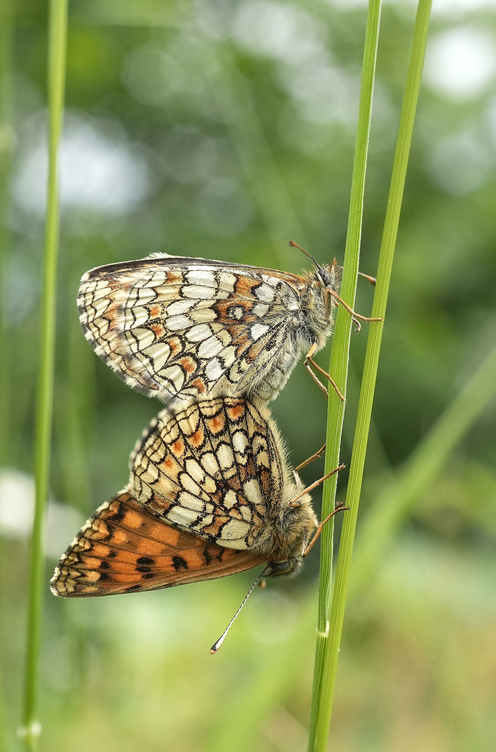 Farfalle in  unione naturale,  Melitaea celadussa