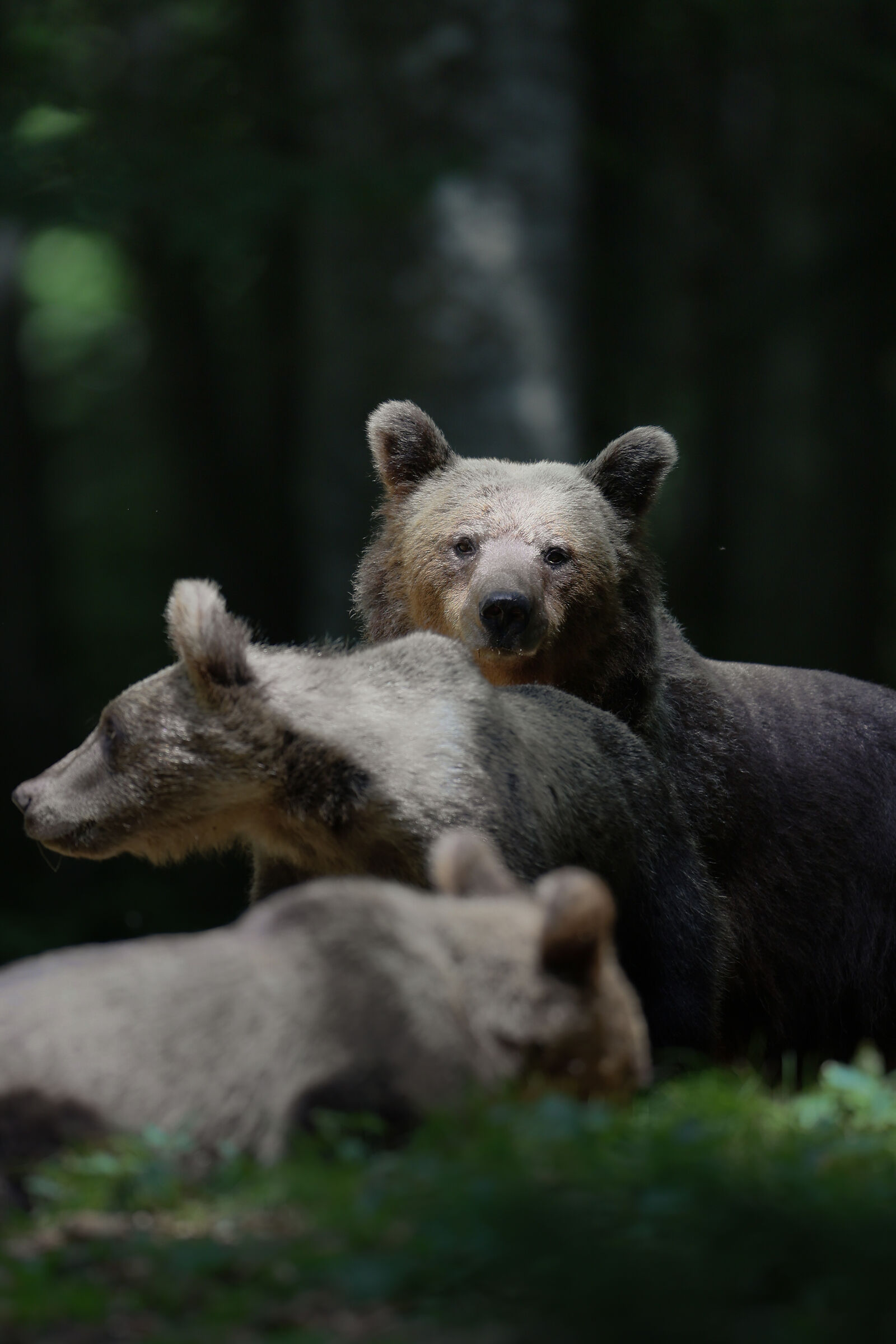 Mamma Orsa con Cuccioli