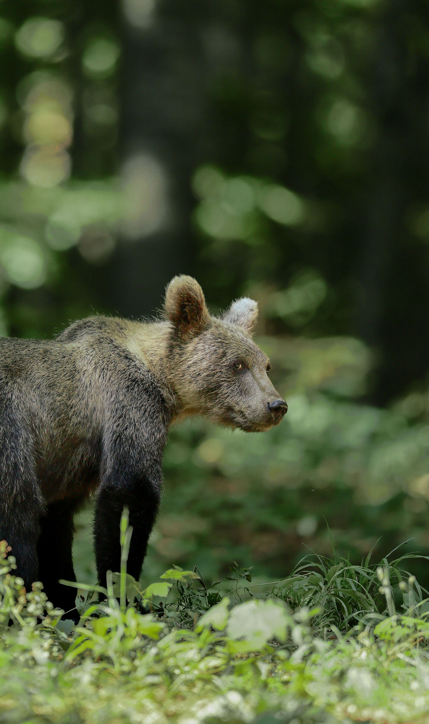 Cucciolo di Orso