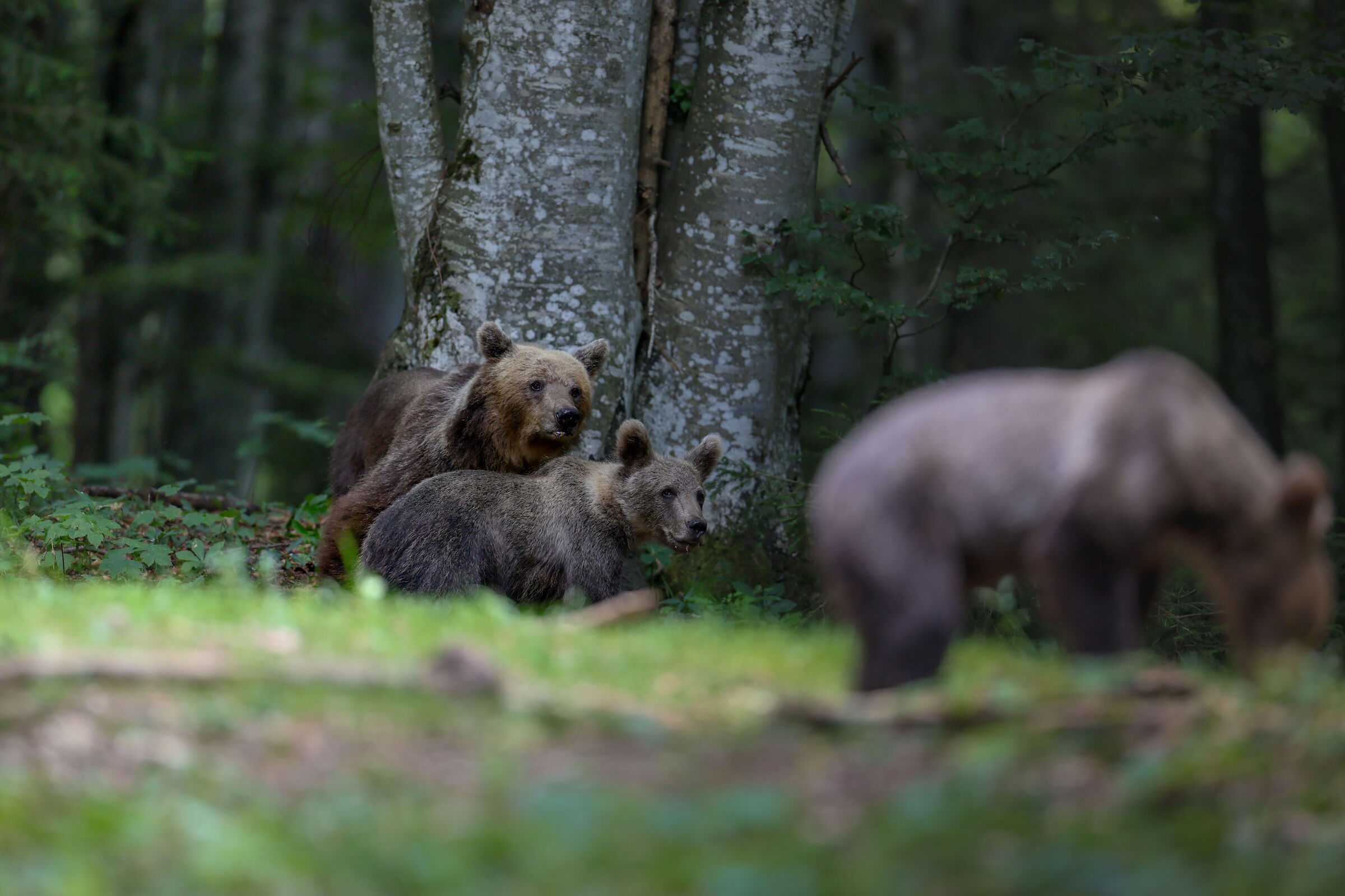 Mamma Orsa con cuccioli