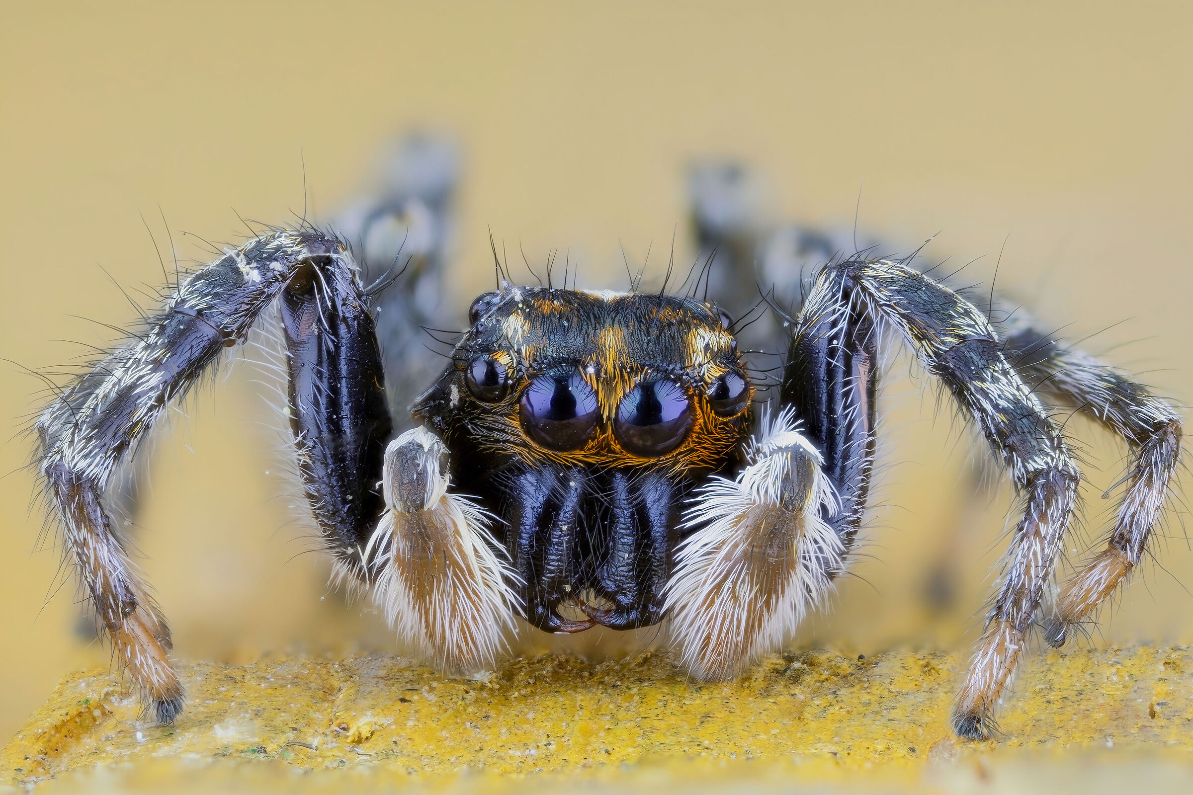 Salticidae