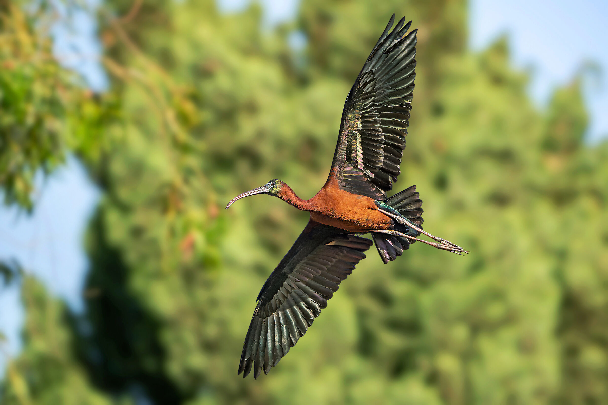 Nel suo ambiente preferito