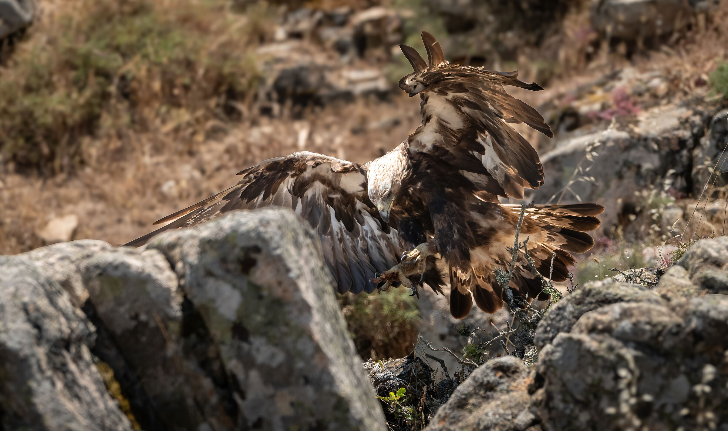 Golden eagle