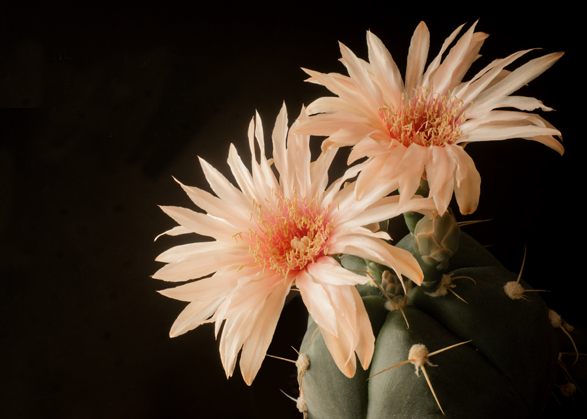 Gymnocalycium  horstii