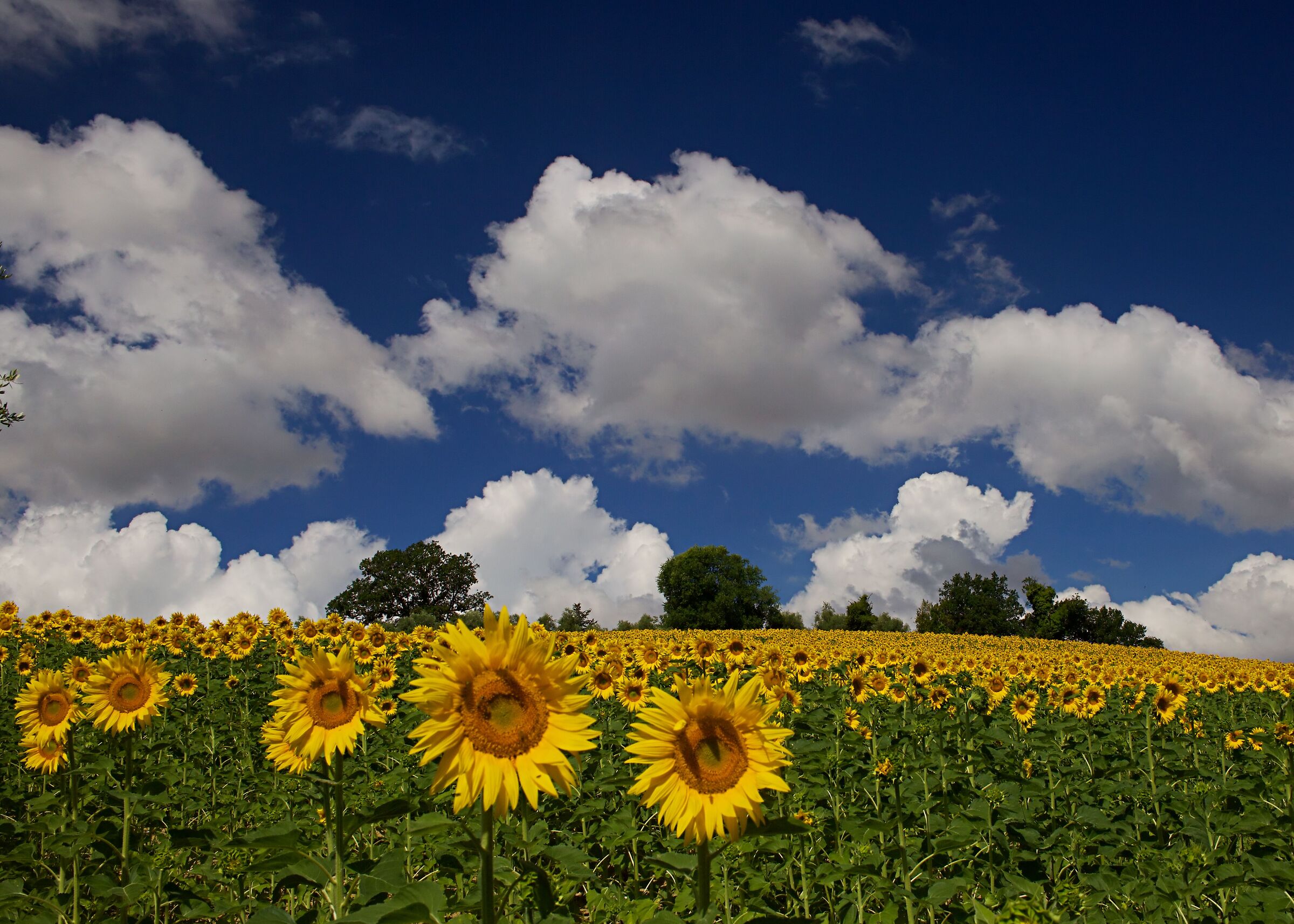 Girasoli e nuvole