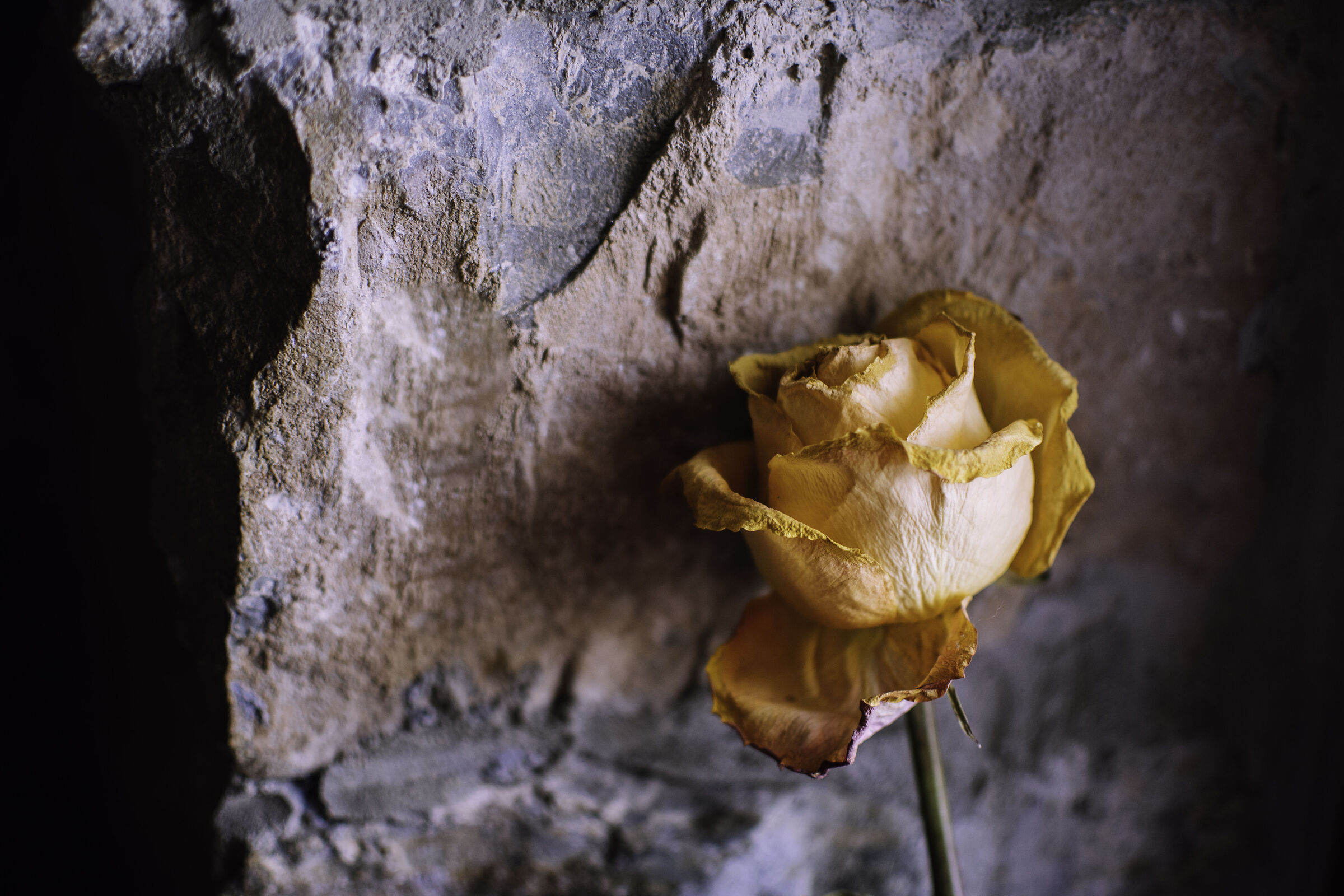 petaloso andante
