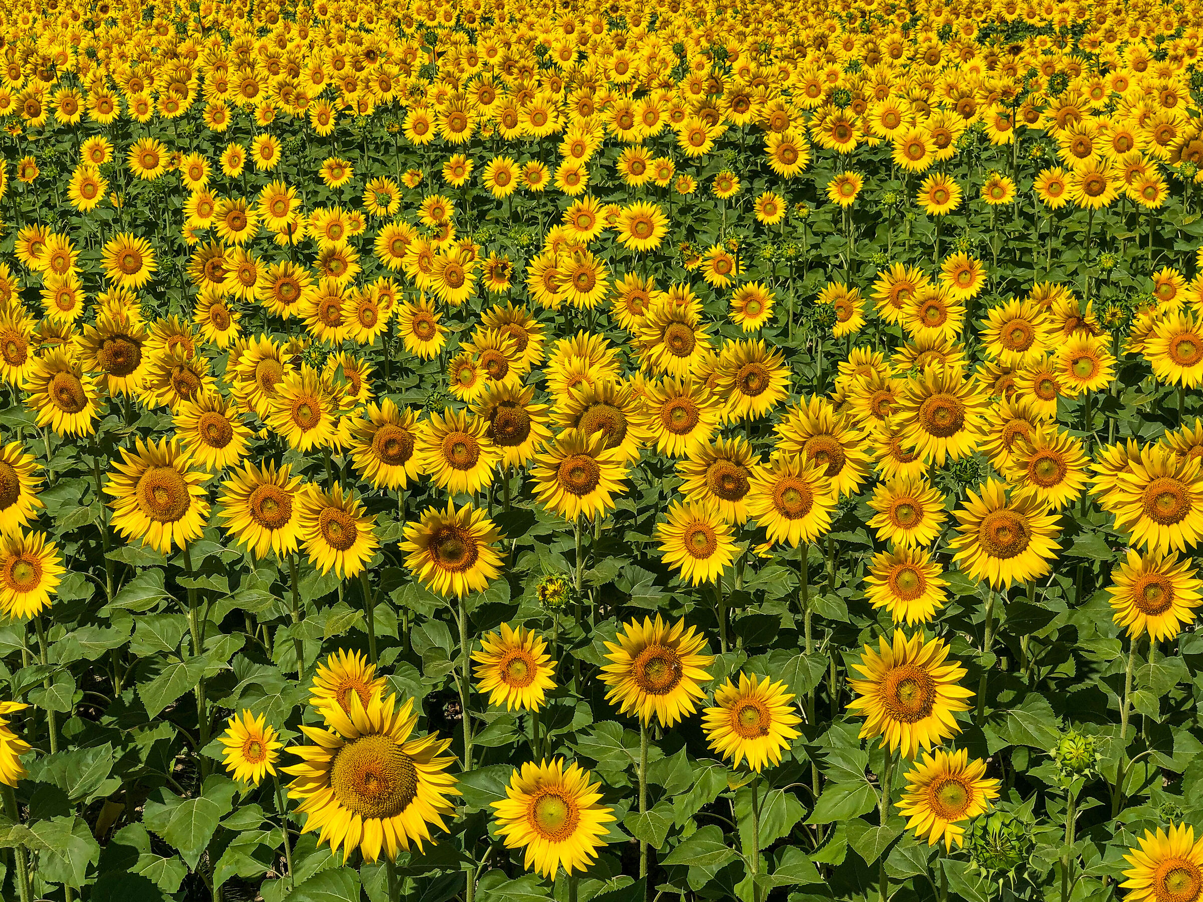 Sunflowers