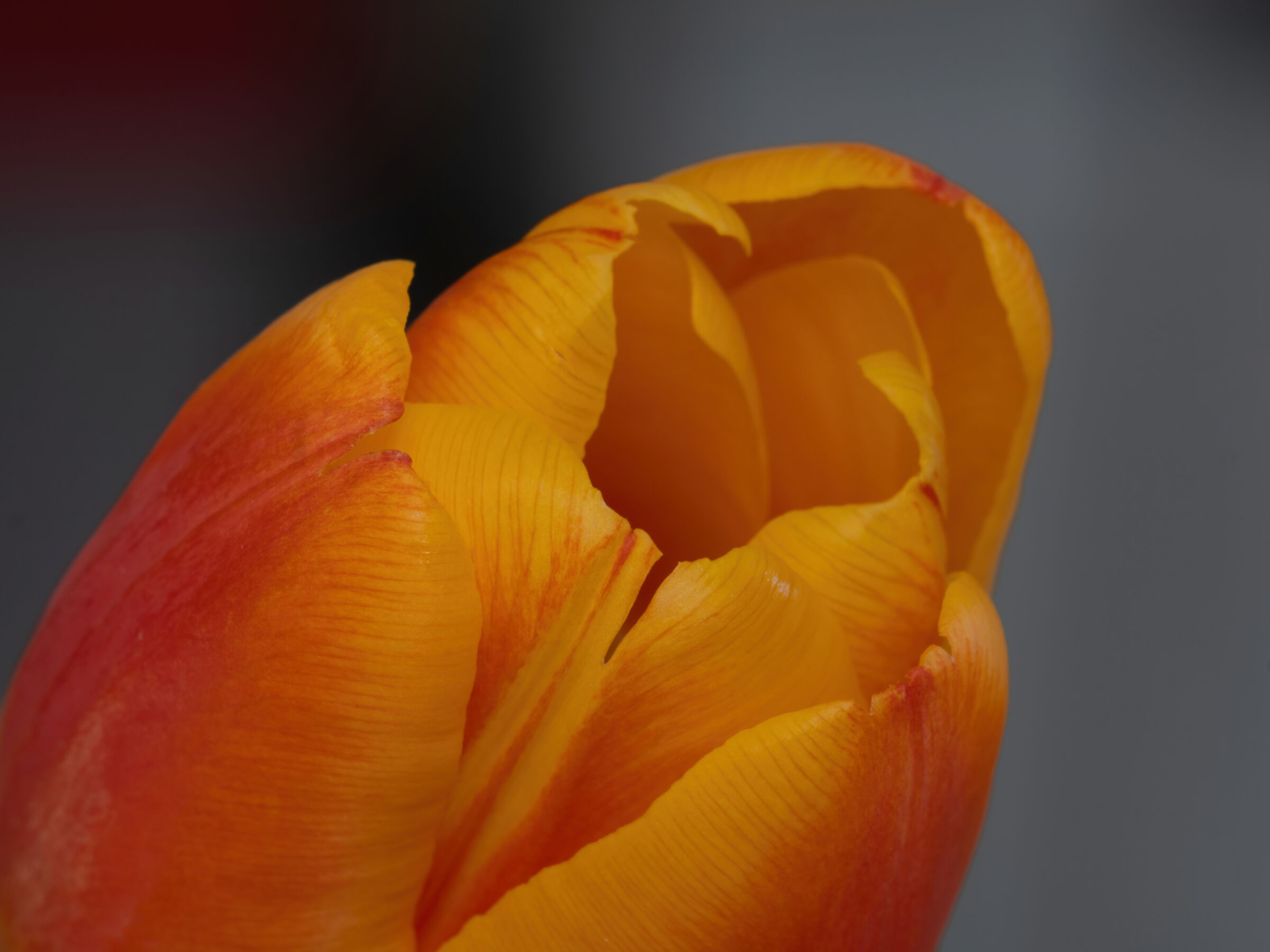 Tulip