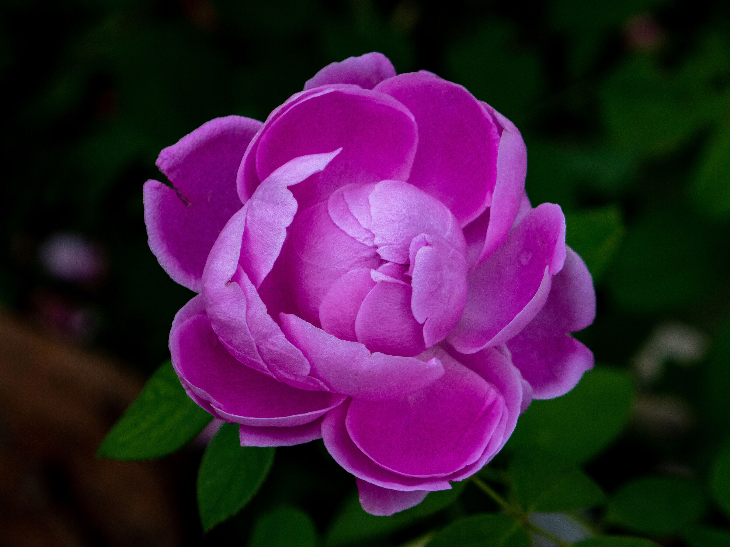 Damask Rose