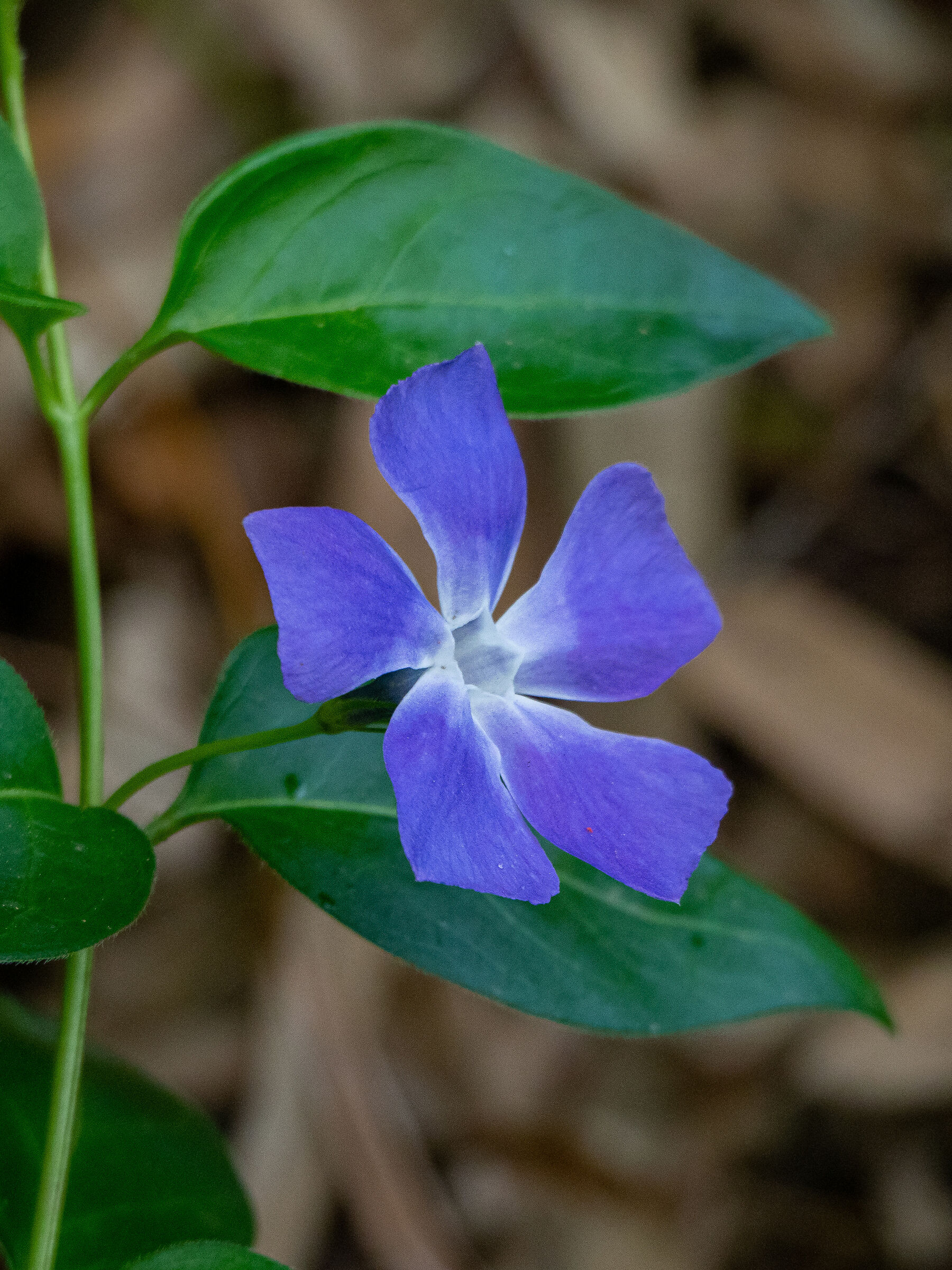 Periwinkle