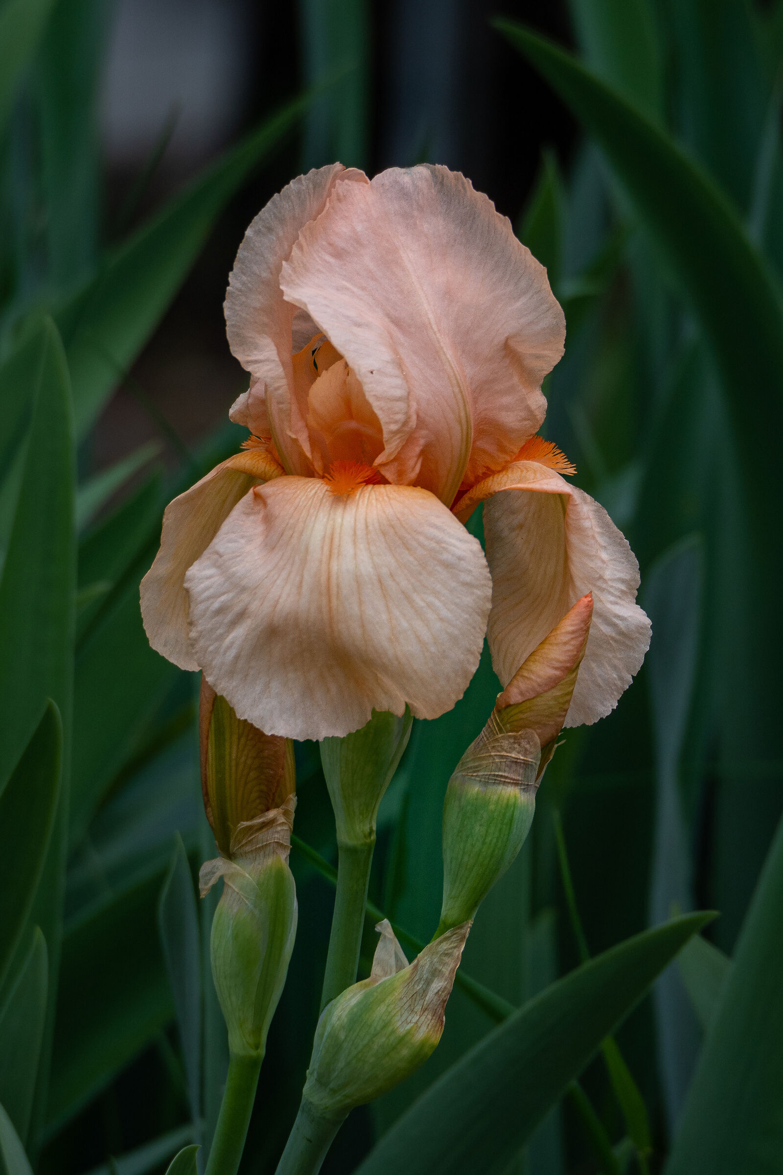 Iris